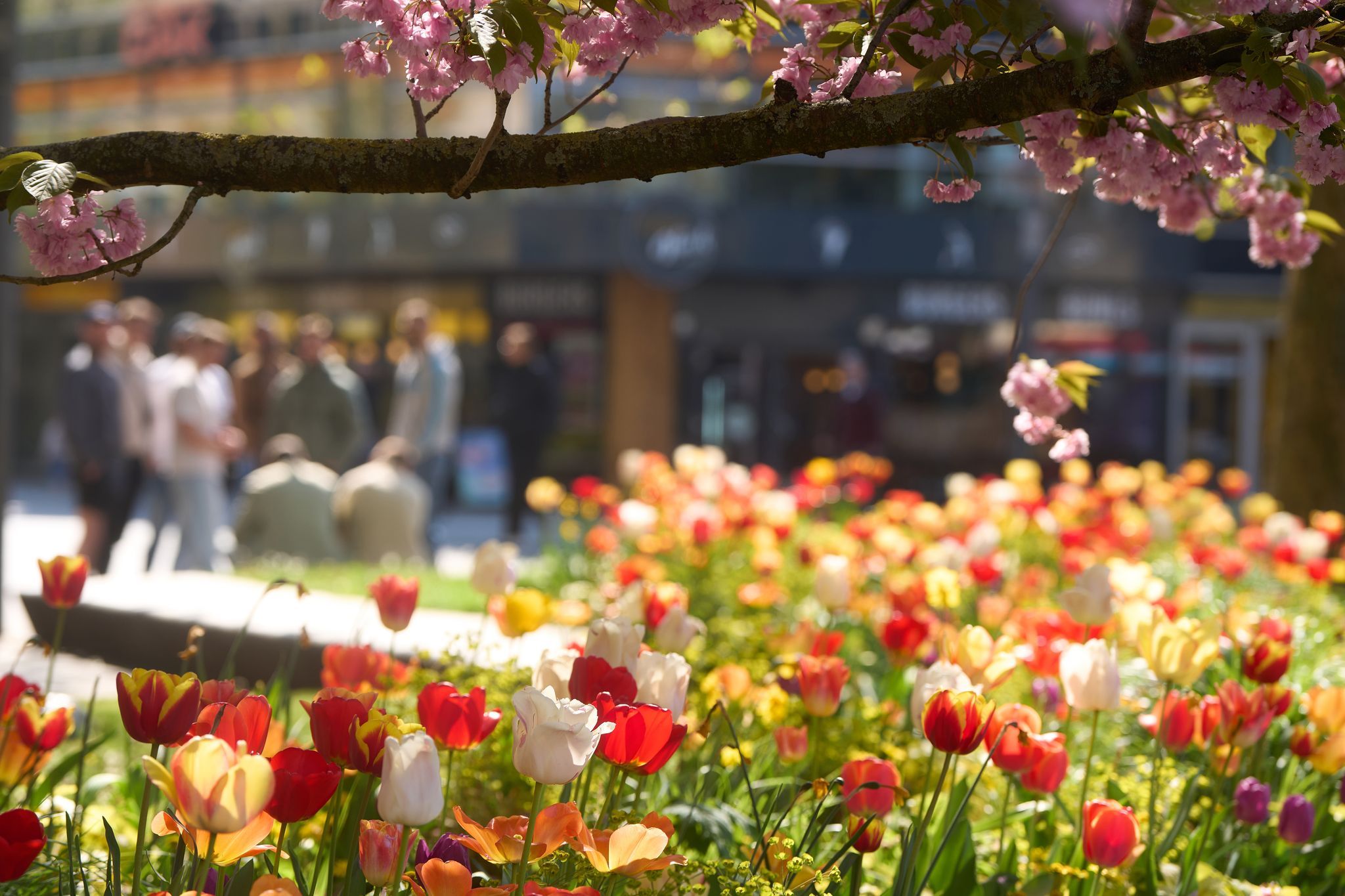 Heiteres Frühlingswetter setzt sich in neuer Woche fort