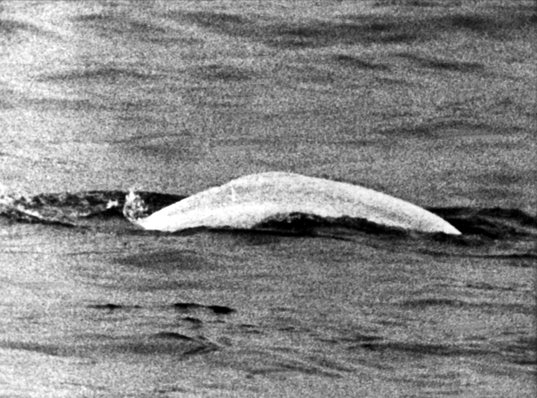 Wal auf Abwegen: Vor 60 Jahren schwamm Moby Dick im Rhein