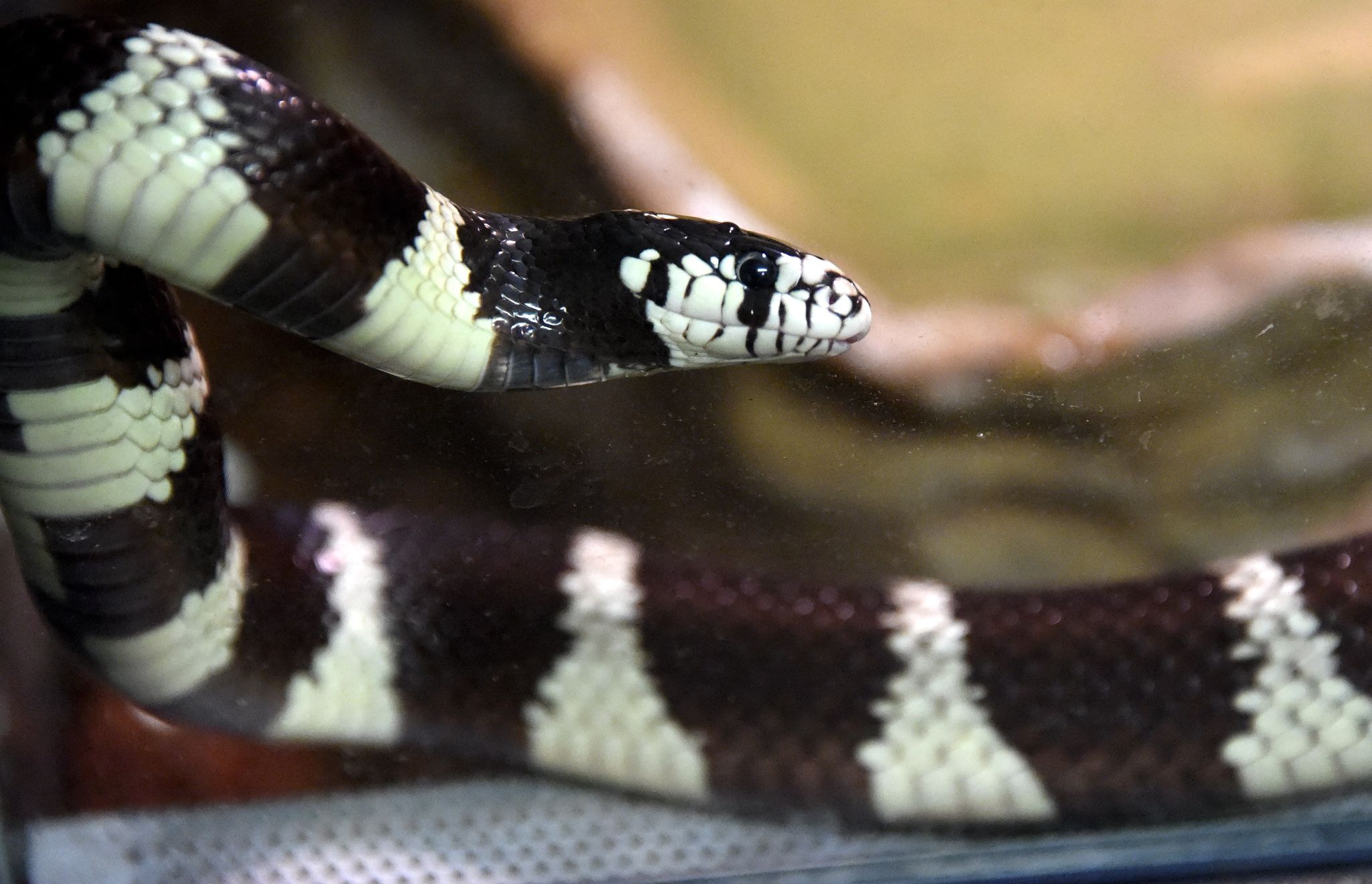 Exotische Schlange ruft Polizei auf den Plan