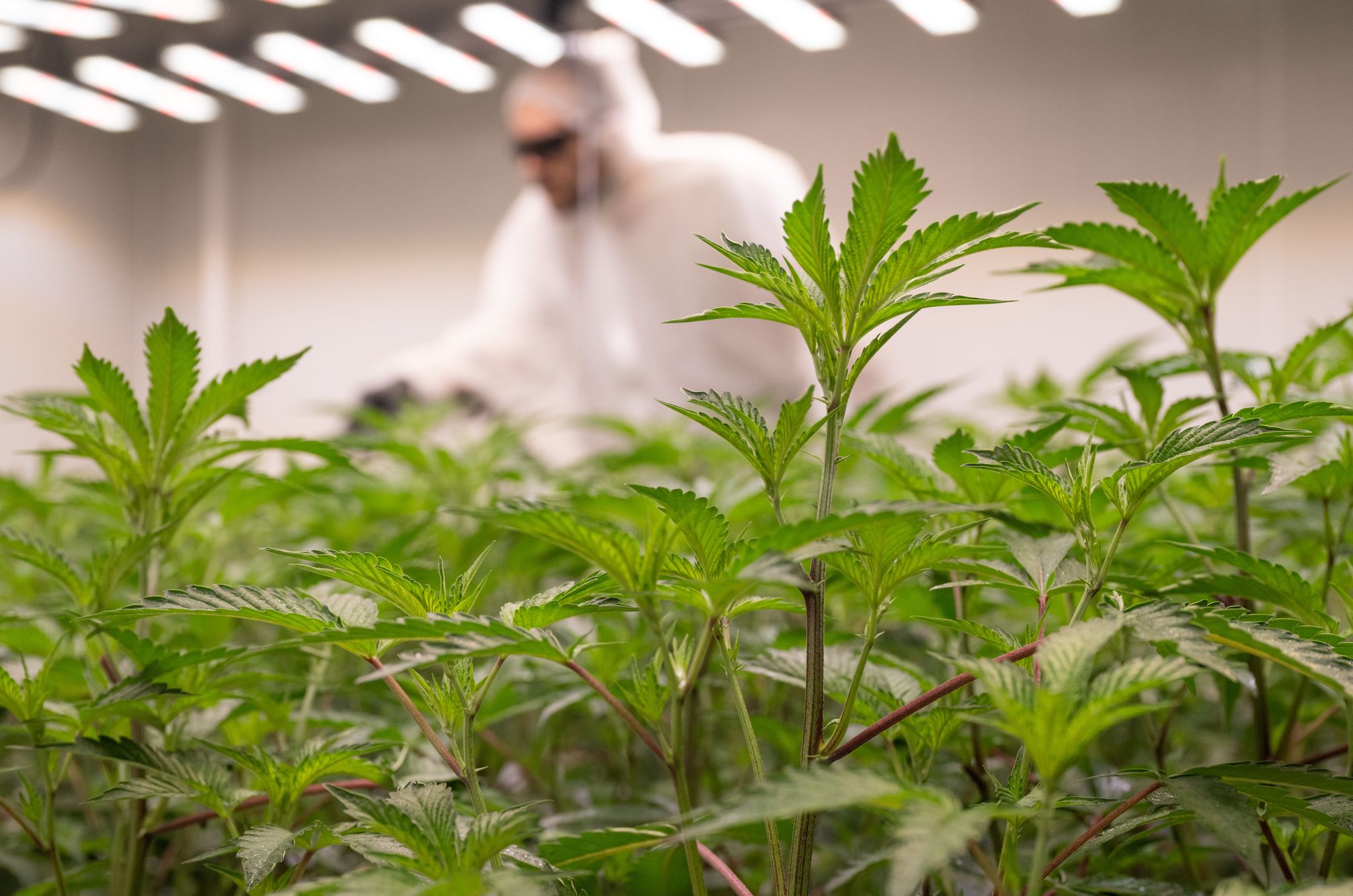 30 Cannabis-Anbauvereinigungen in Rheinland-Pfalz