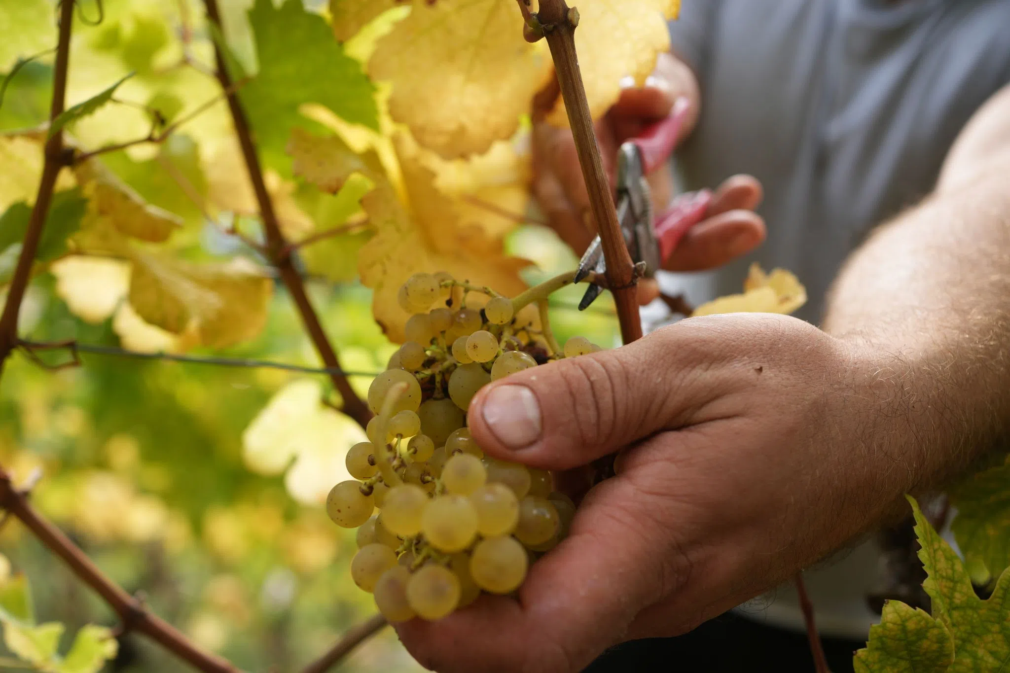 Weinerzeugung so gering wie seit acht Jahren nicht