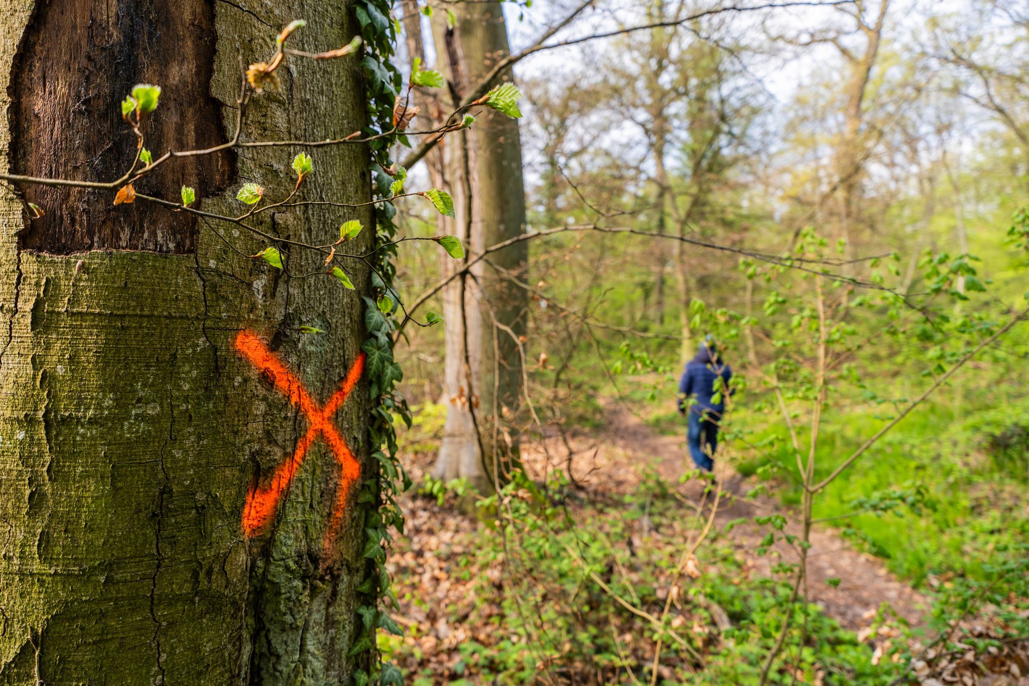 Komplette Sicherheit im Wald gibt es nicht