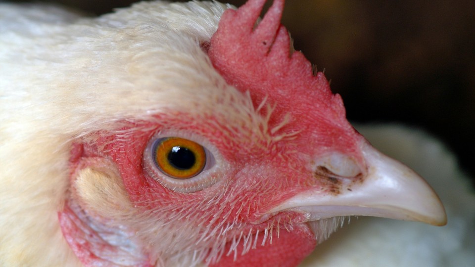 Geflügelpest: Im neuen Jahr bisher 40 Nachweise bei Wildvögeln