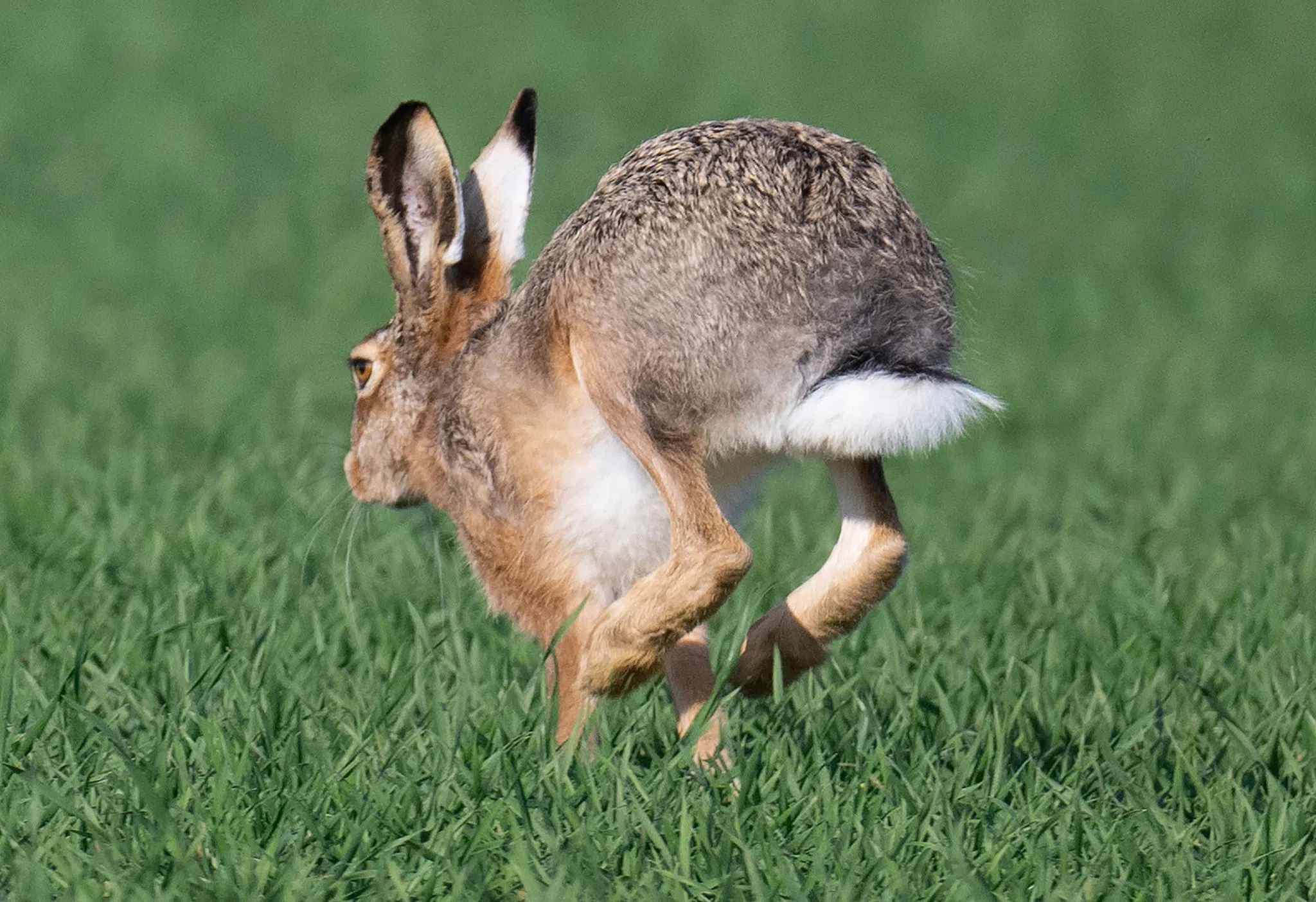 Feldhasen: Es wird viel gehoppelt im Saarland