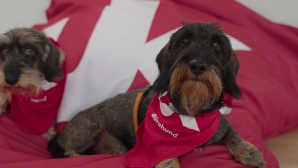 Pilotprojekt „Bürohunde“ an der Uni Koblenz erfolgreich gestartet
