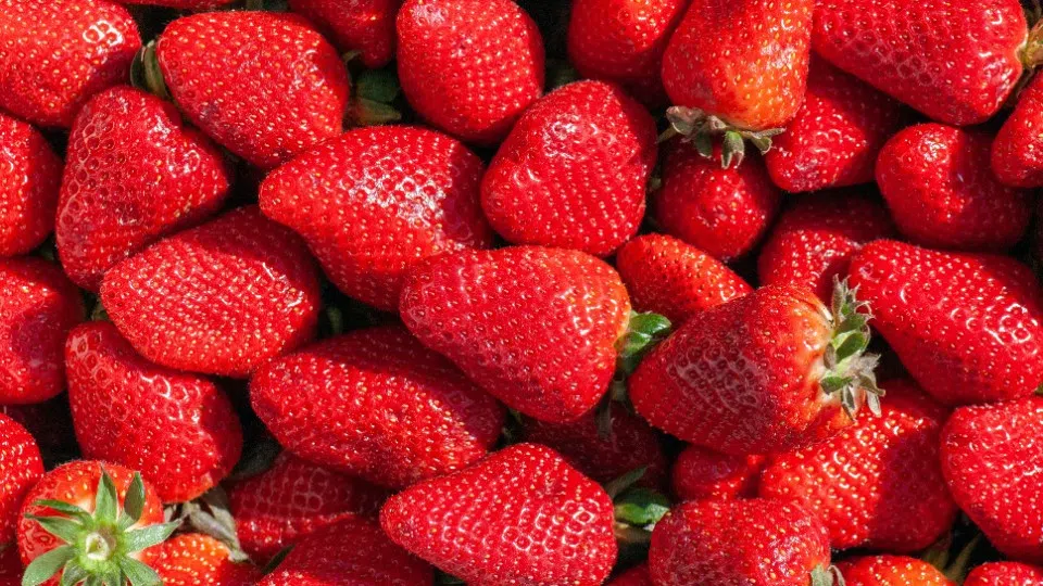 Erdbeeren aus der Pfalz: Saisonstart mit süßen Früchten und höheren Preisen