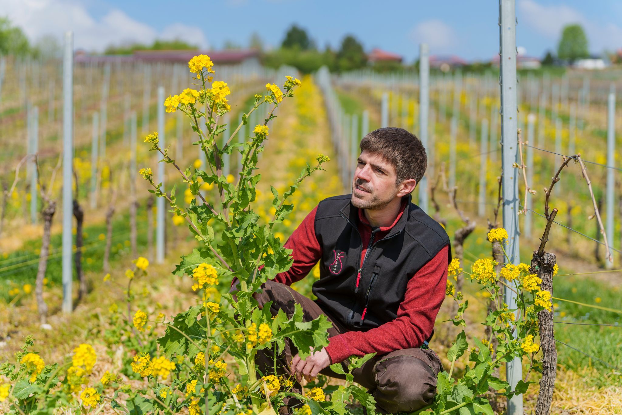 Darum pflanzen Winzer Blühstreifen