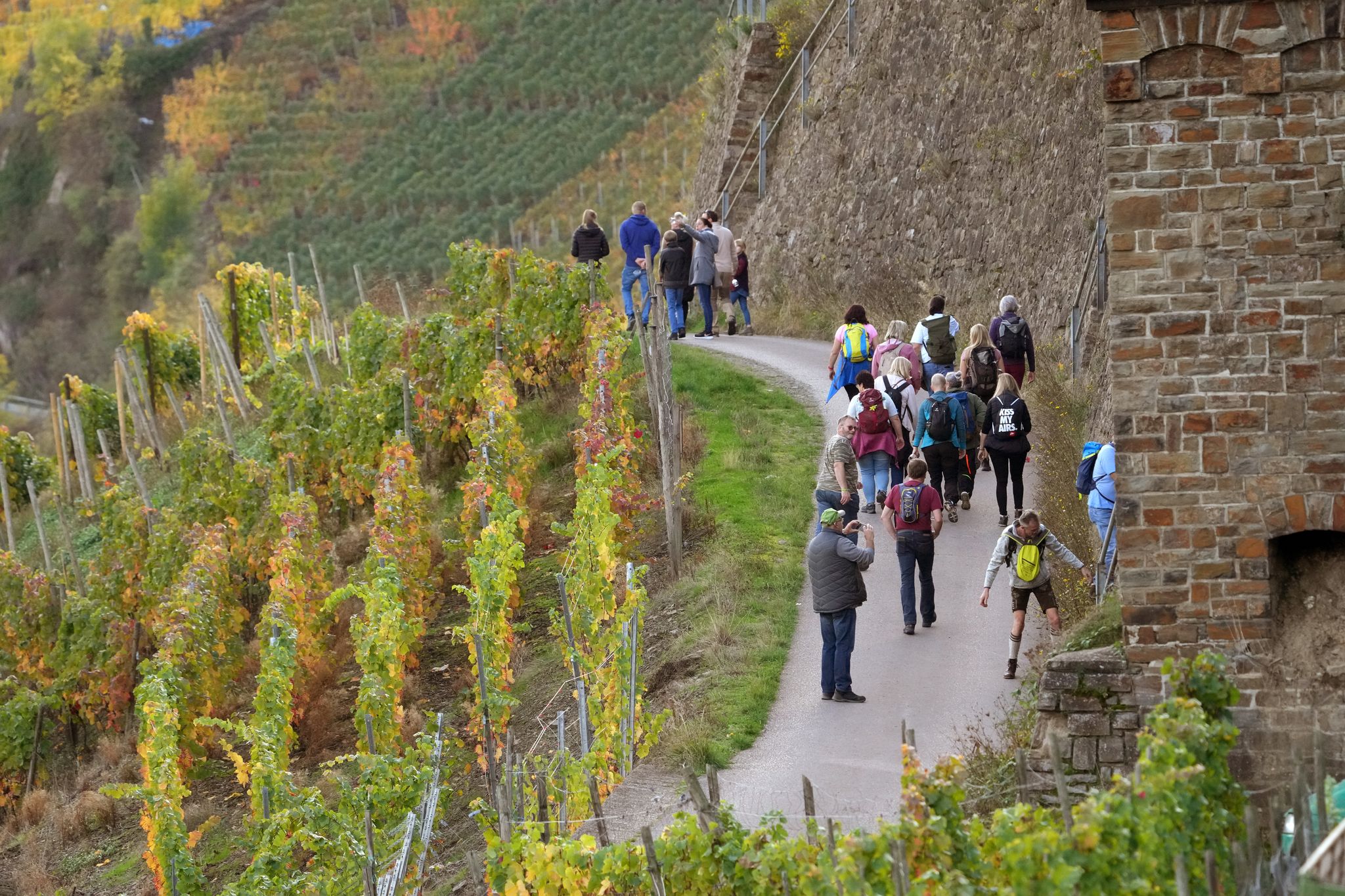 Wein und Kultur: 100 geführte Wanderungen