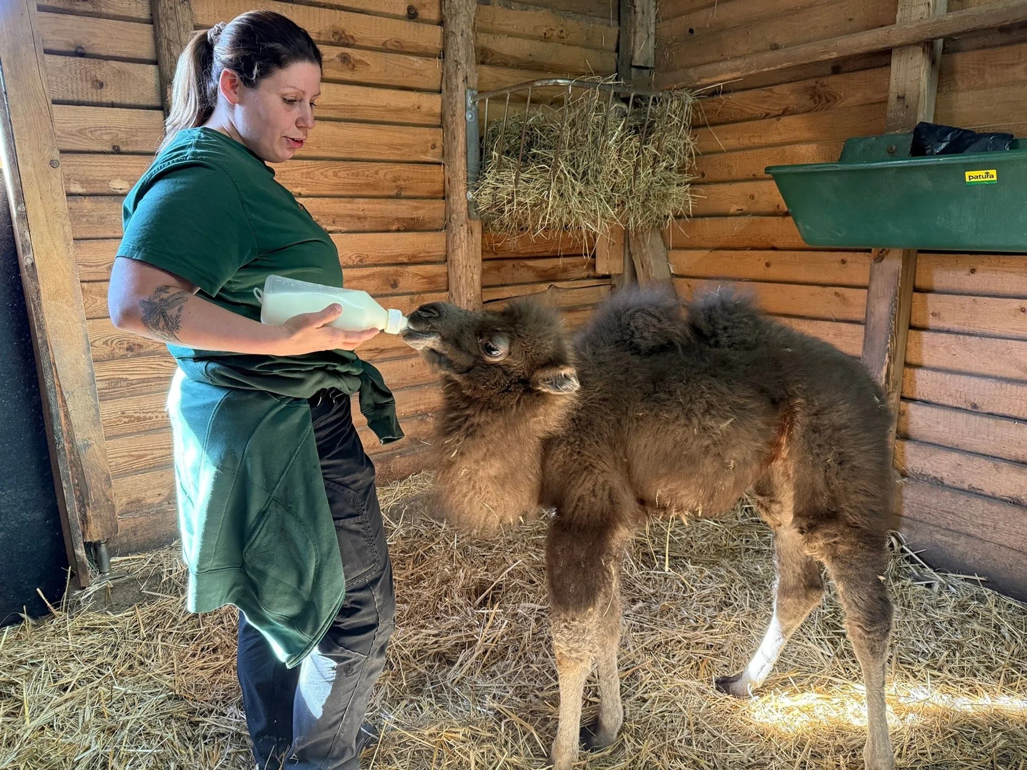 Junges Trampeltier im Neunkircher Zoo erhält die Flasche