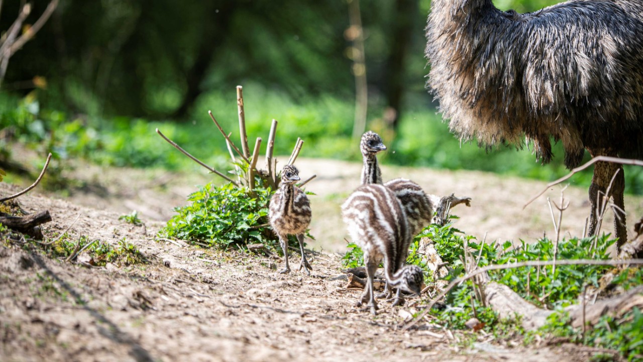 Drei Emu-Küken im Zoo Neuwied geschlüpft