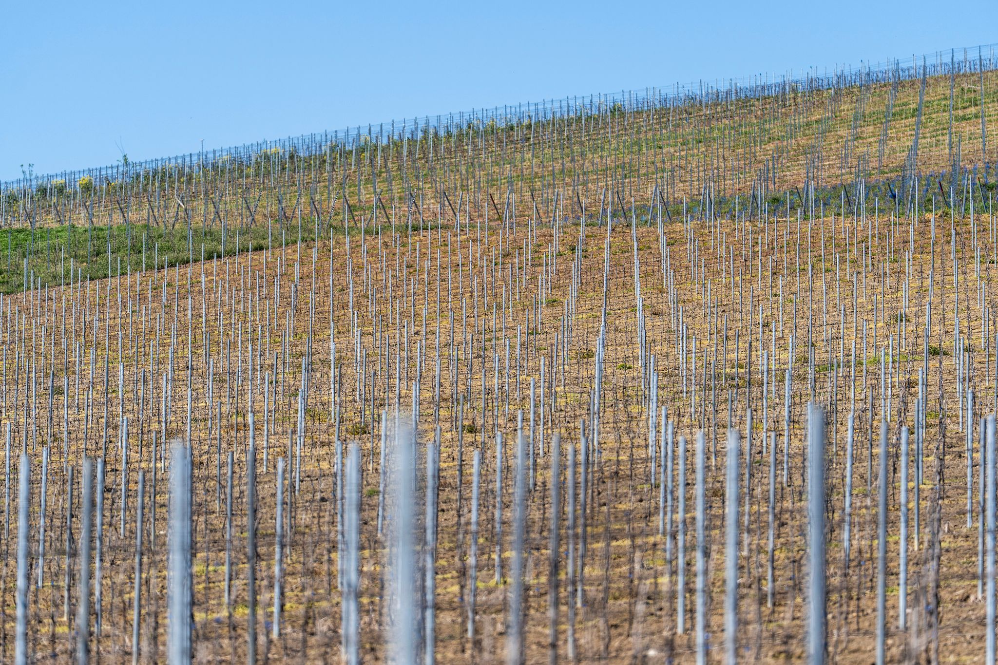Robuste Rebsorten legen auf niedrigem Niveau zu