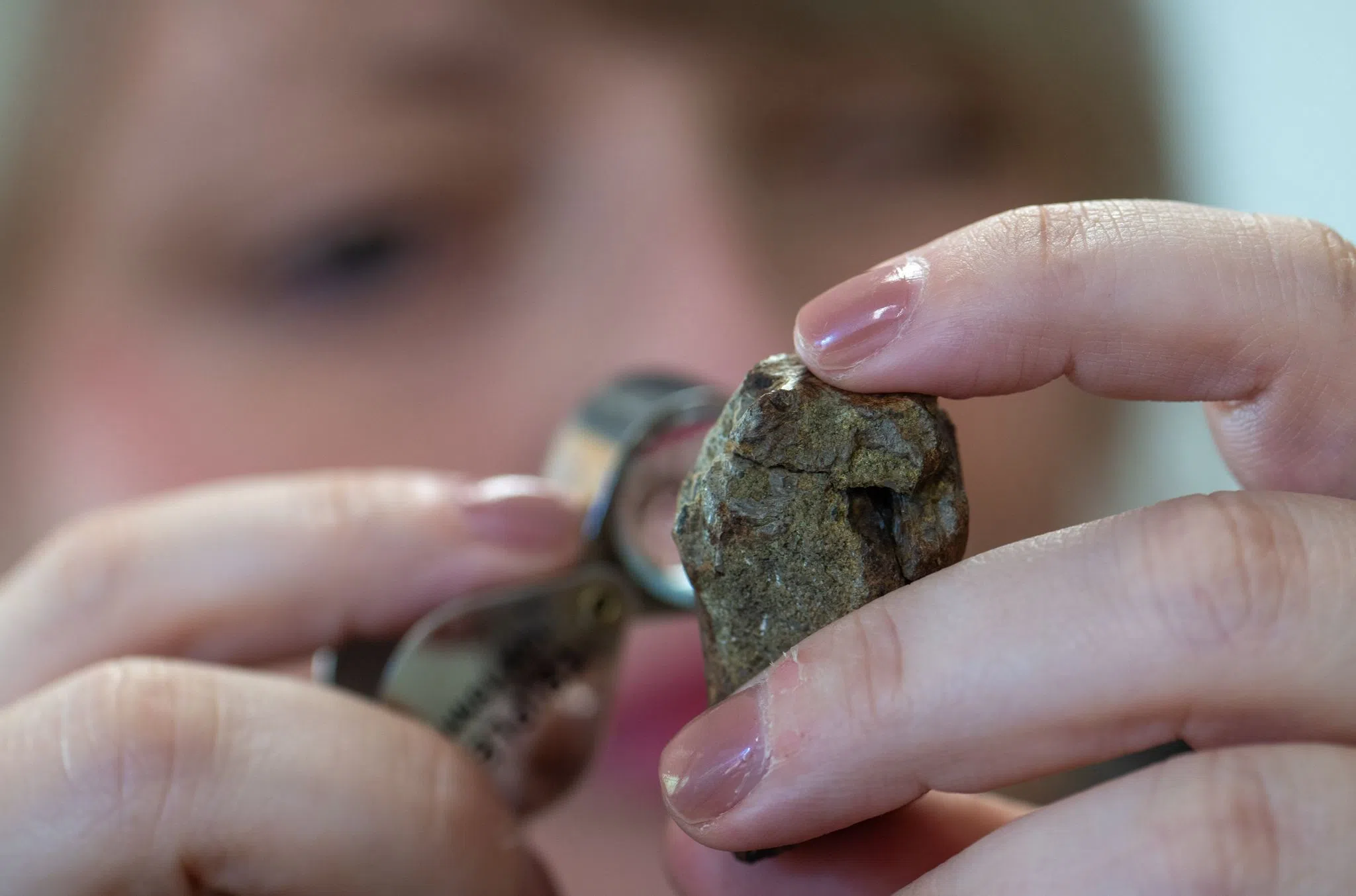 Erster Dinosaurier in Rheinland-Pfalz nachgewiesen