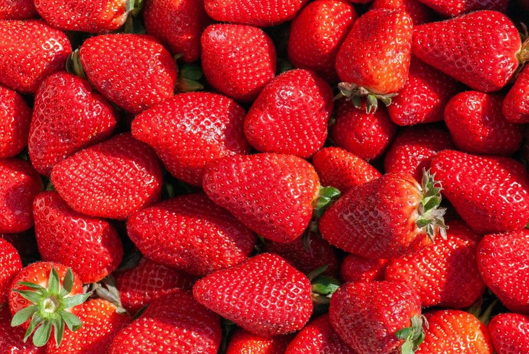 Erdbeeren aus der Pfalz: Saisonstart mit süßen Früchten und höheren Preisen