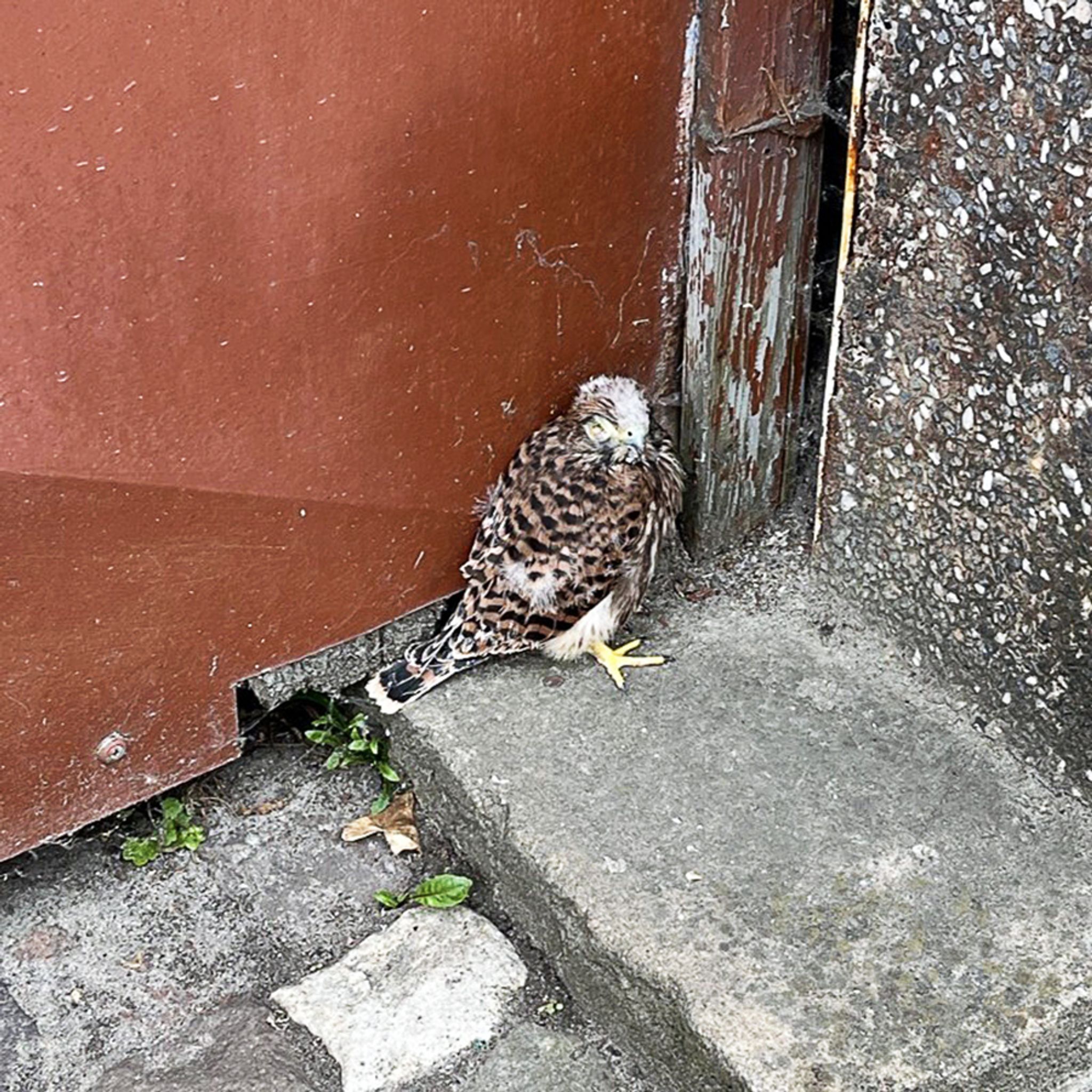Aus Nest gefallen - Polizei rettet Turmfalken
