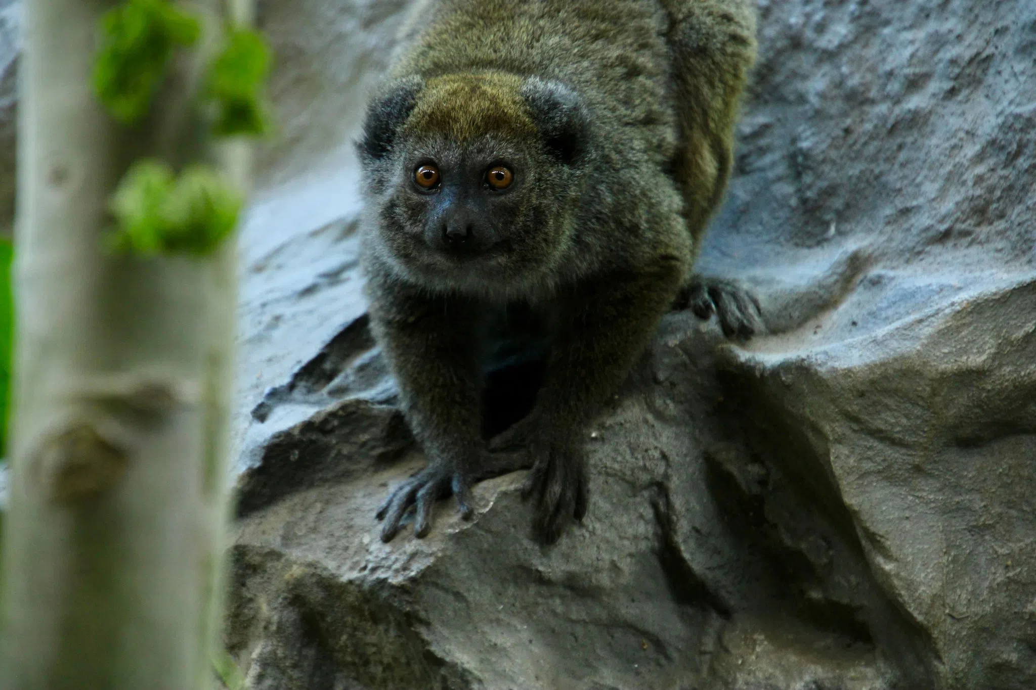 Seltene Alaotra-Halbmakis leben jetzt im Zoo Neuwied