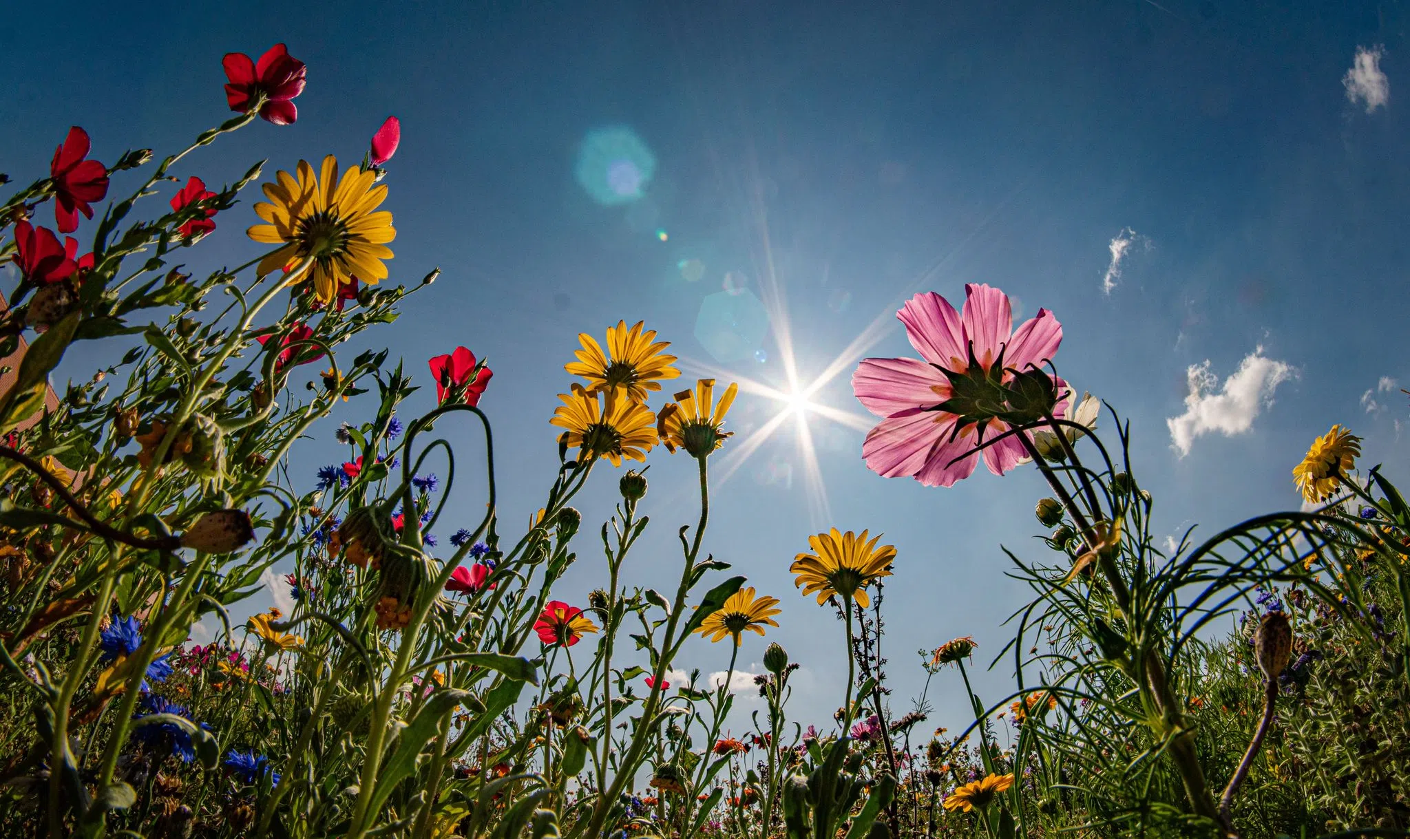 Viel Sonne: Es wird richtig heiß Viel Sonne: Es wird richtig heiß