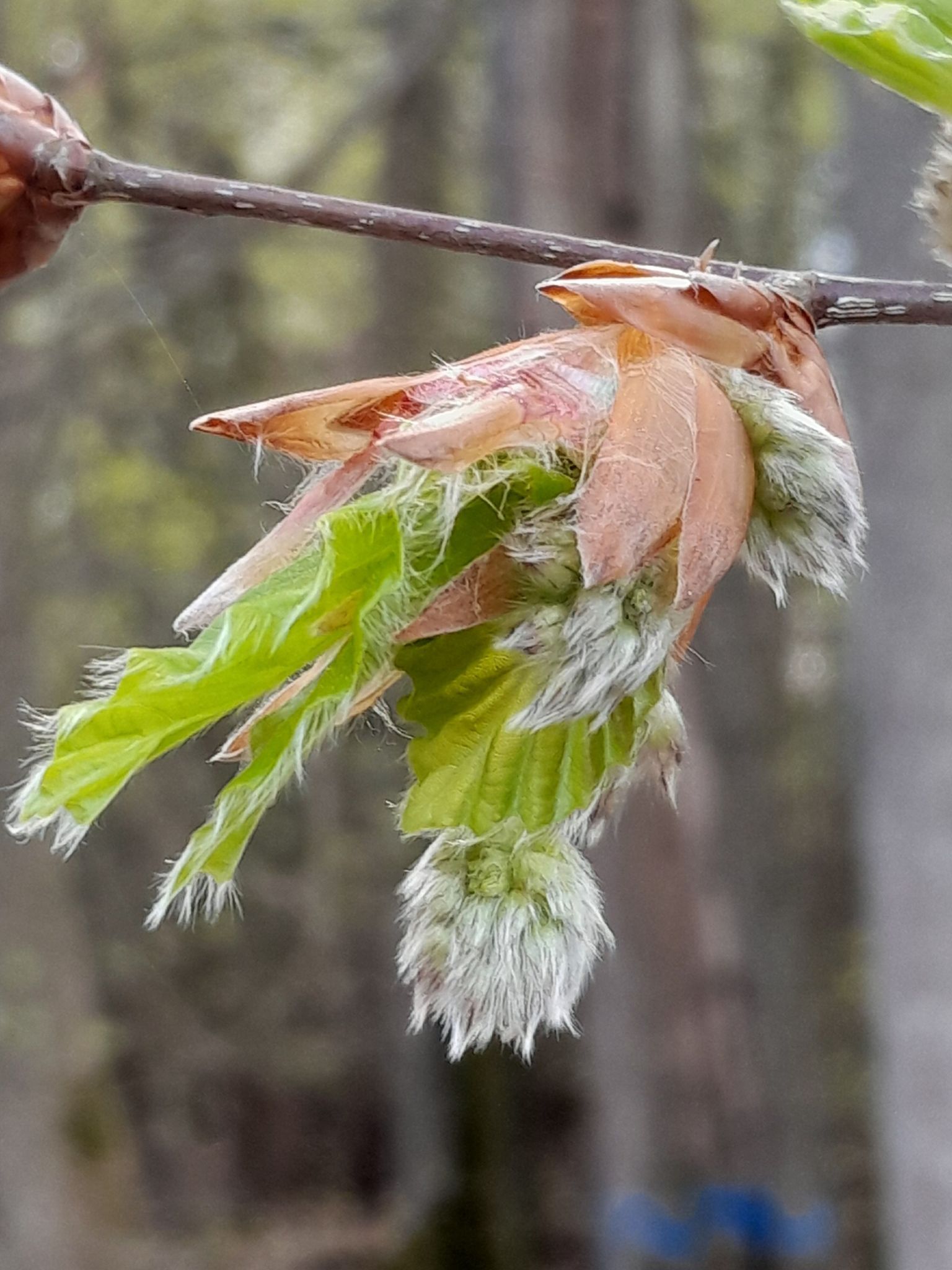 Warum es derzeit im Wald besonders viel Blütenstaub gibt Warum es derzeit im Wald besonders viel Blütenstaub gibt