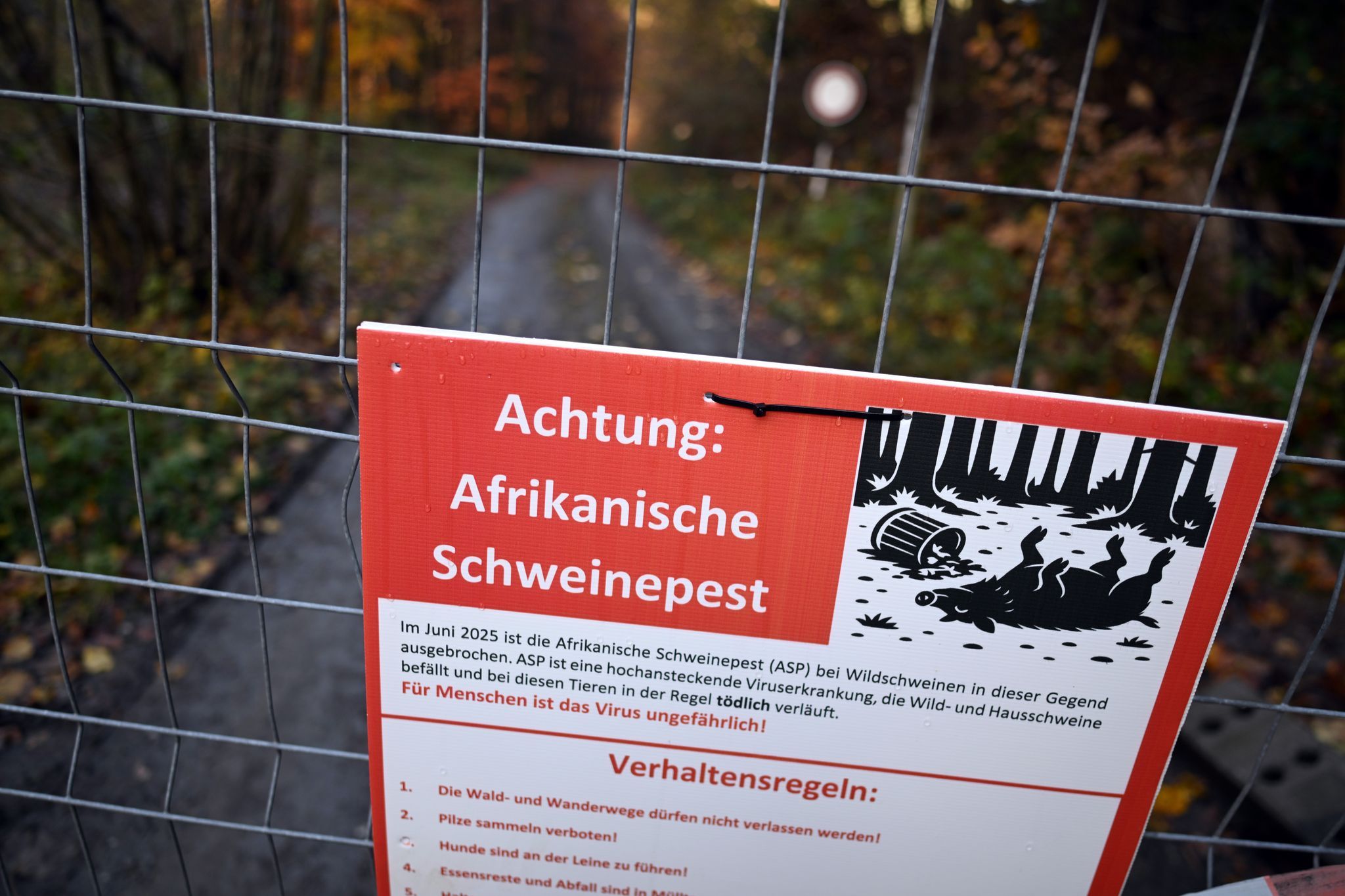 Westerwaldkreis plant Schutzzaun gegen Schweinepest