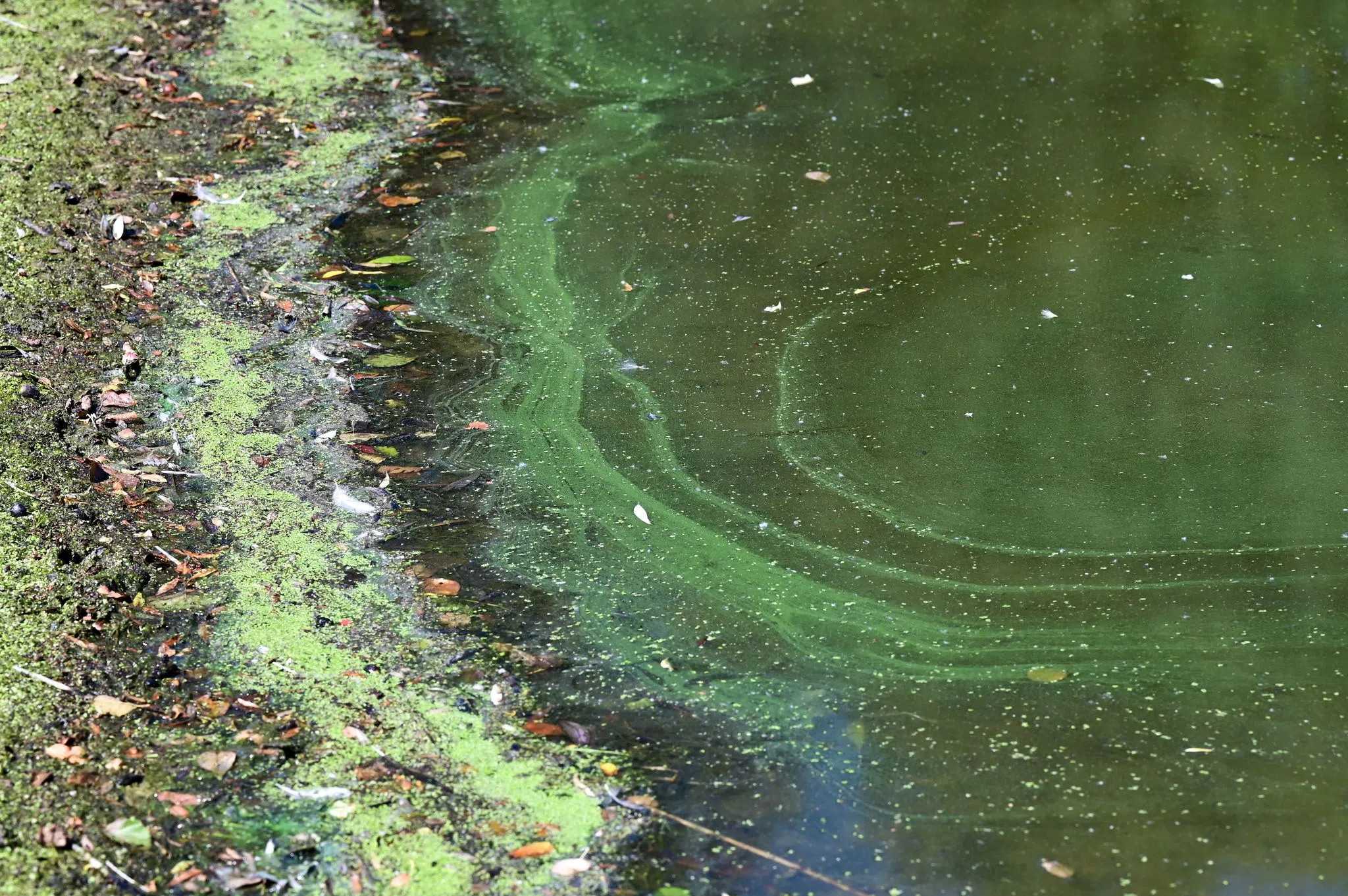 Erhöhte Blaualgenwerte vor Start der Badesaison gemessen Erhöhte Blaualgenwerte vor Start der Badesaison gemessen