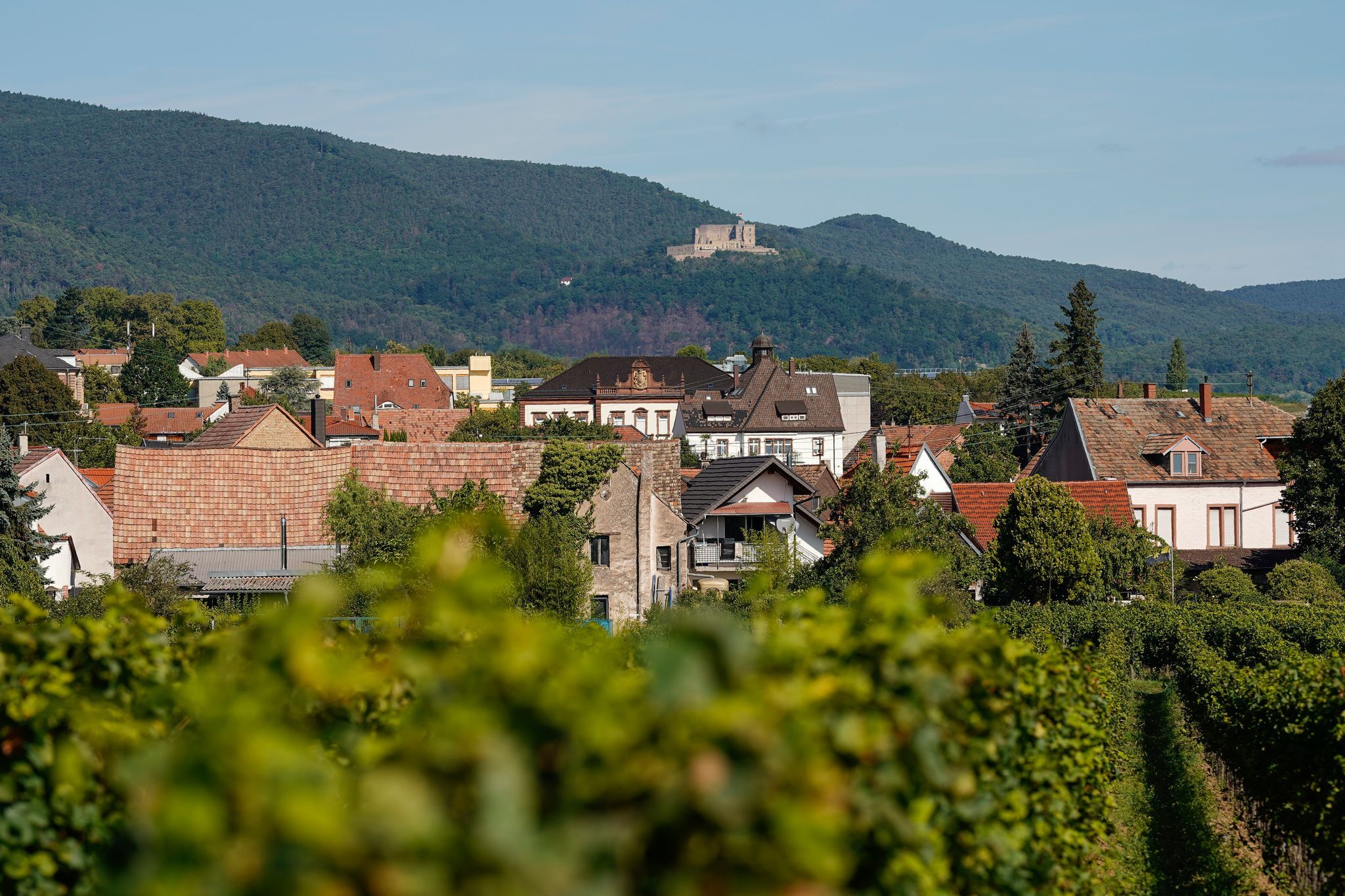 Steinmeier eröffnet Demokratiefest in der Pfalz