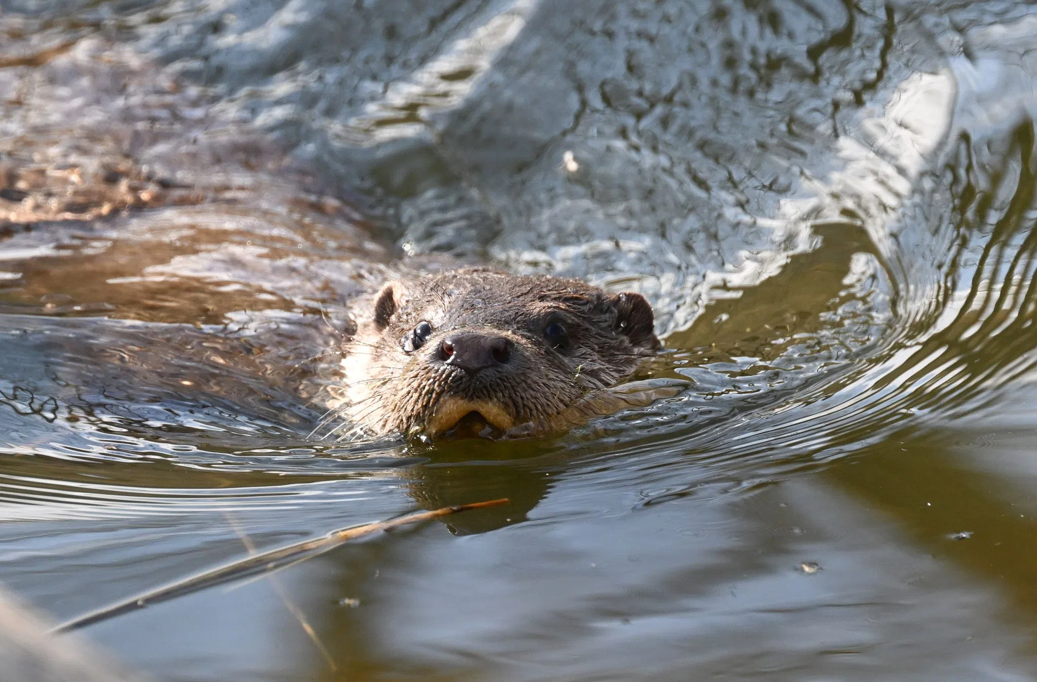 Naturschützer beunruhigt: Weniger Fischotter-Sichtungen
