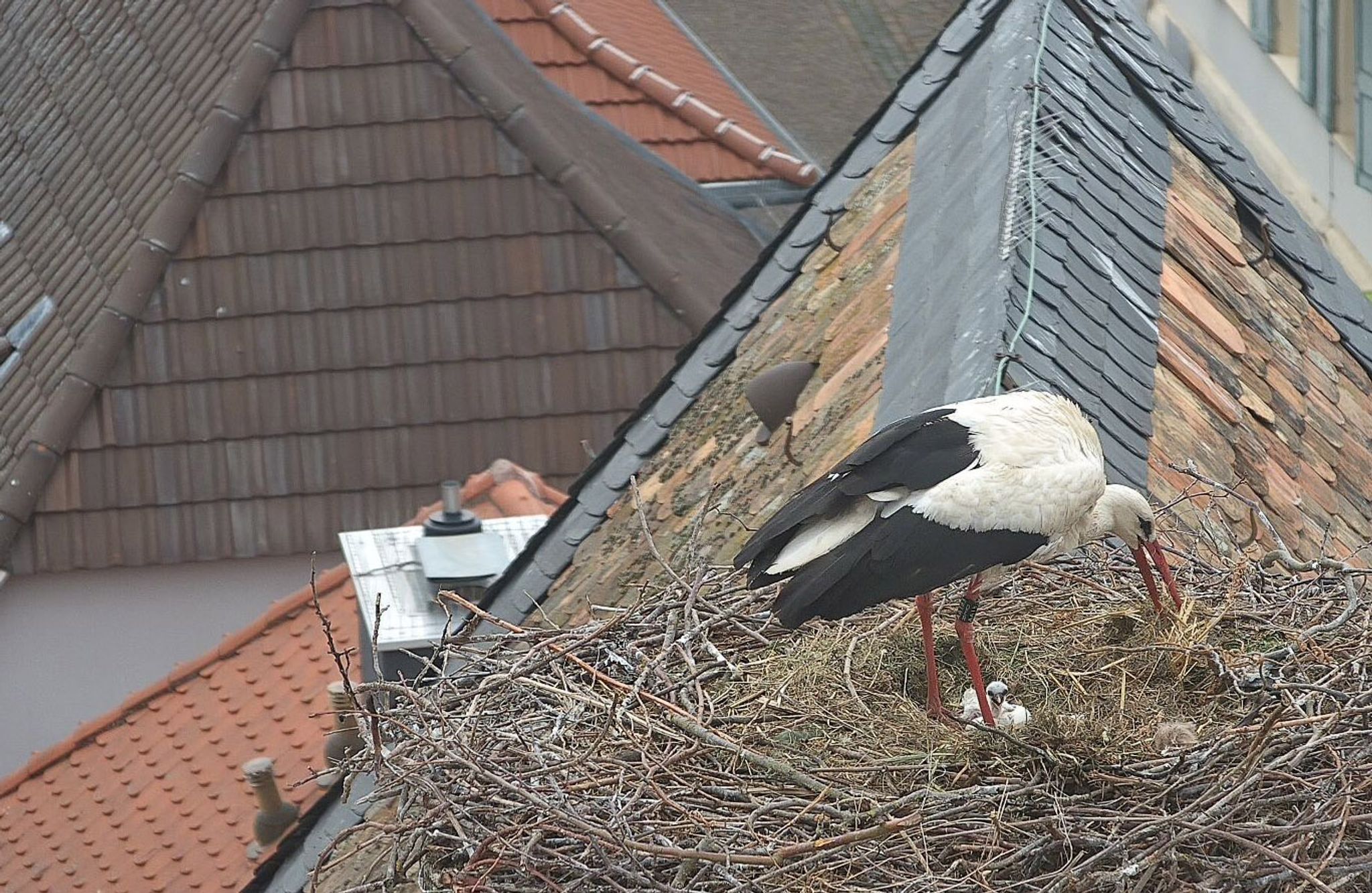 Storchen-Nachwuchs braucht jetzt Wärme - Wetter entscheidend