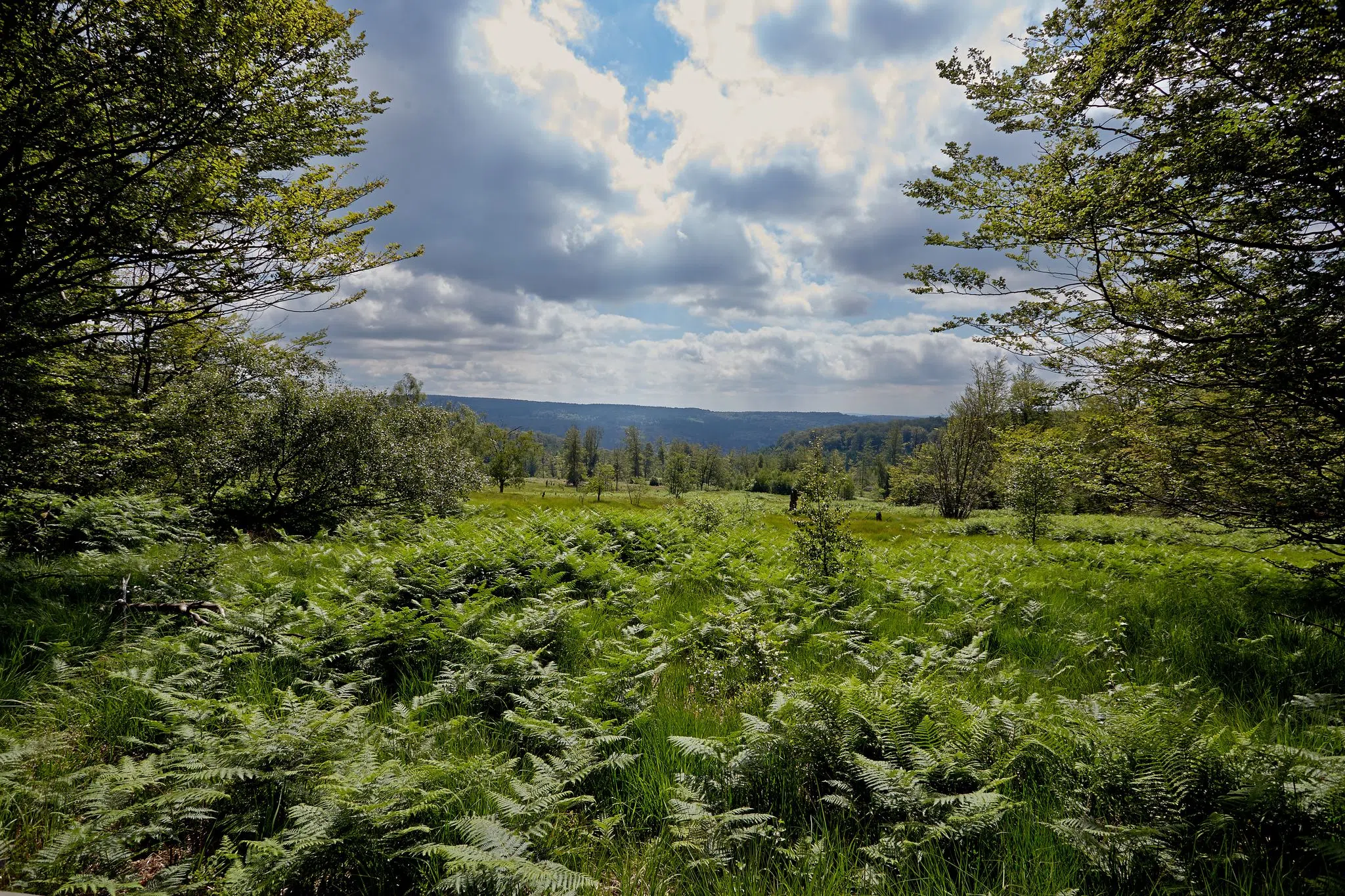 Nationalpark Hunsrück-Hochwald schon zu 66 Prozent wild