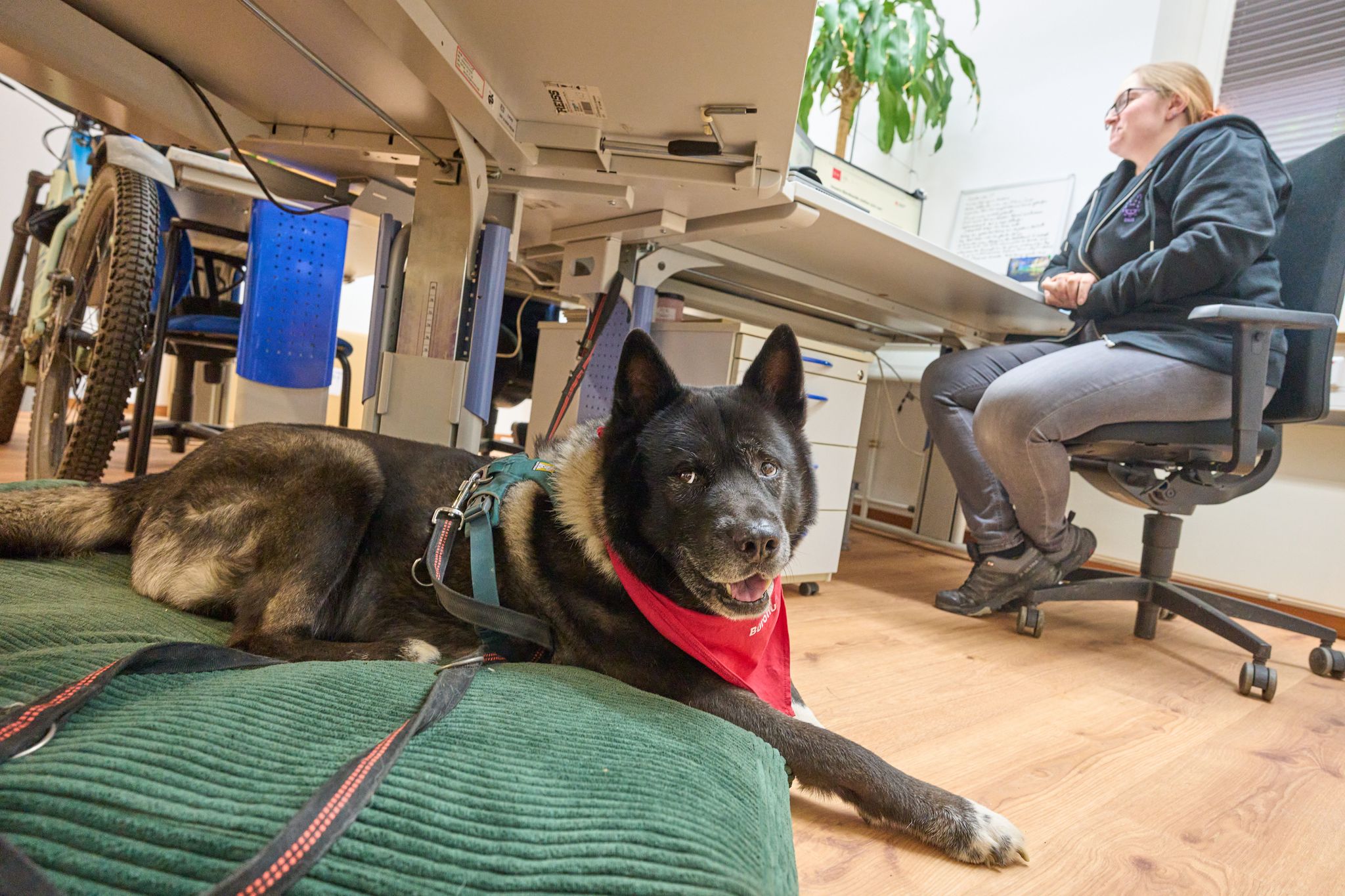 Mit Hund zur Arbeit: Uni Koblenz macht’s möglich