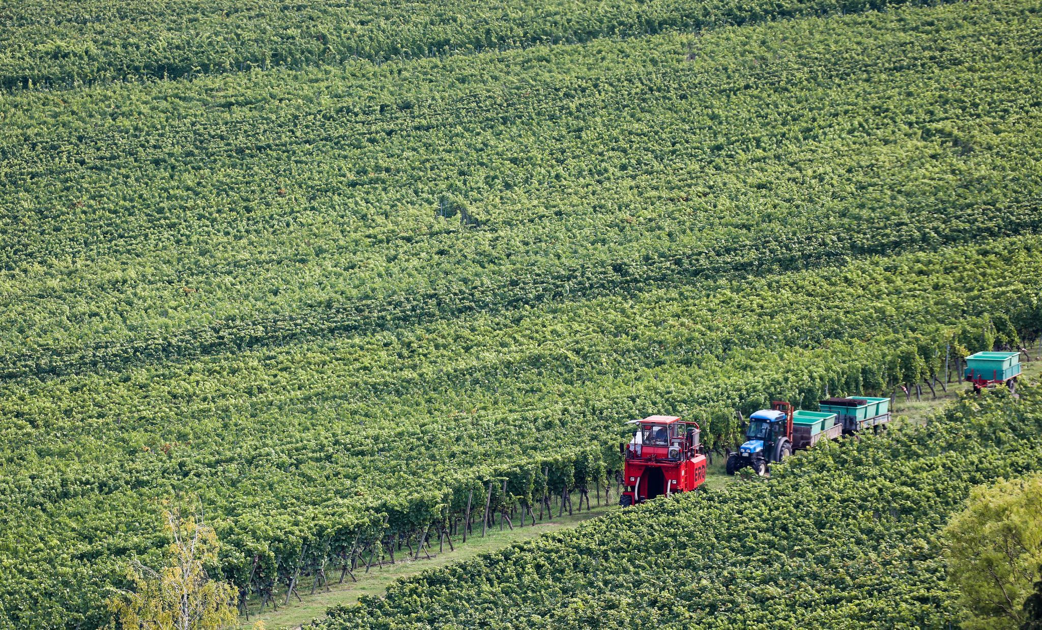 Steigende Kosten drücken Winzer-Löhne trotz harter Arbeit