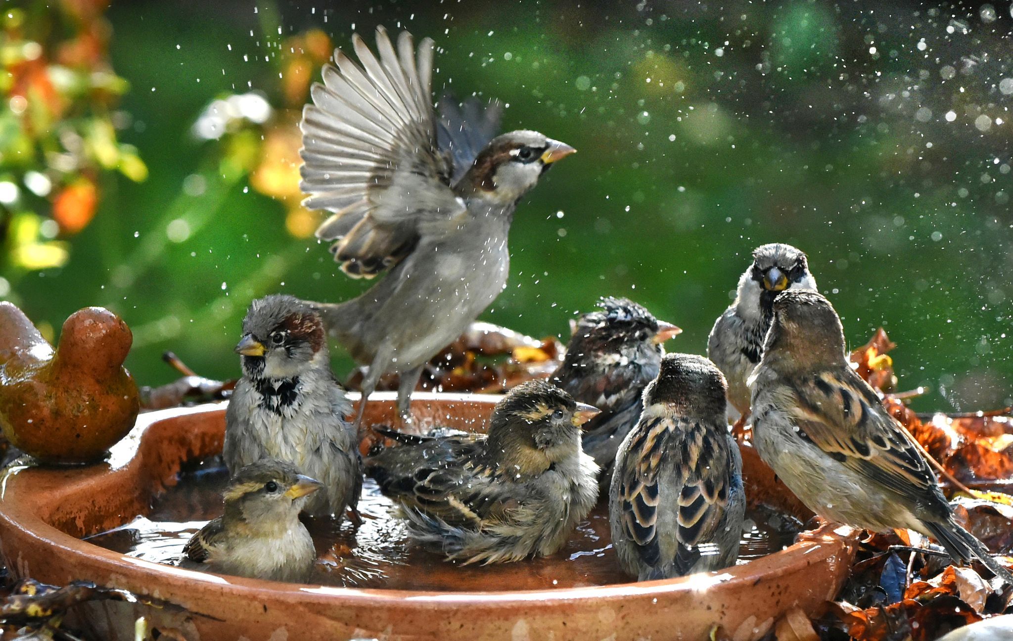 Vogelzählung: Haussperling weiter an der Spitze Vogelzählung: Haussperling weiter an der Spitze