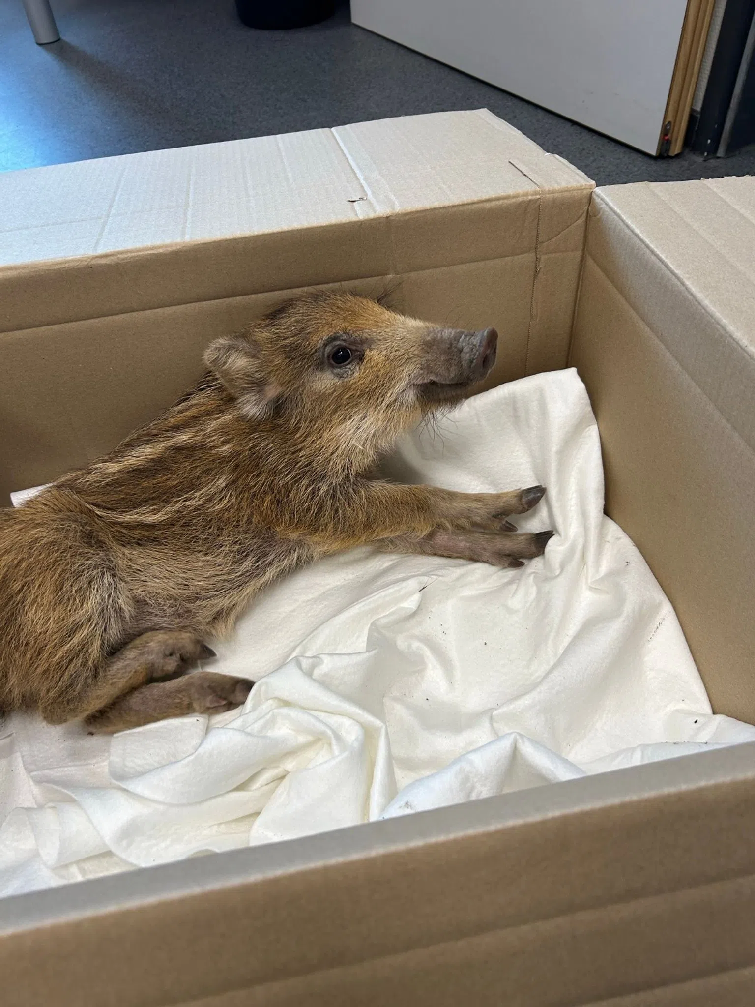 Polizei fängt Wildschwein mitten in Idar-Oberstein ein Polizei fängt Wildschwein mitten in Idar-Oberstein ein