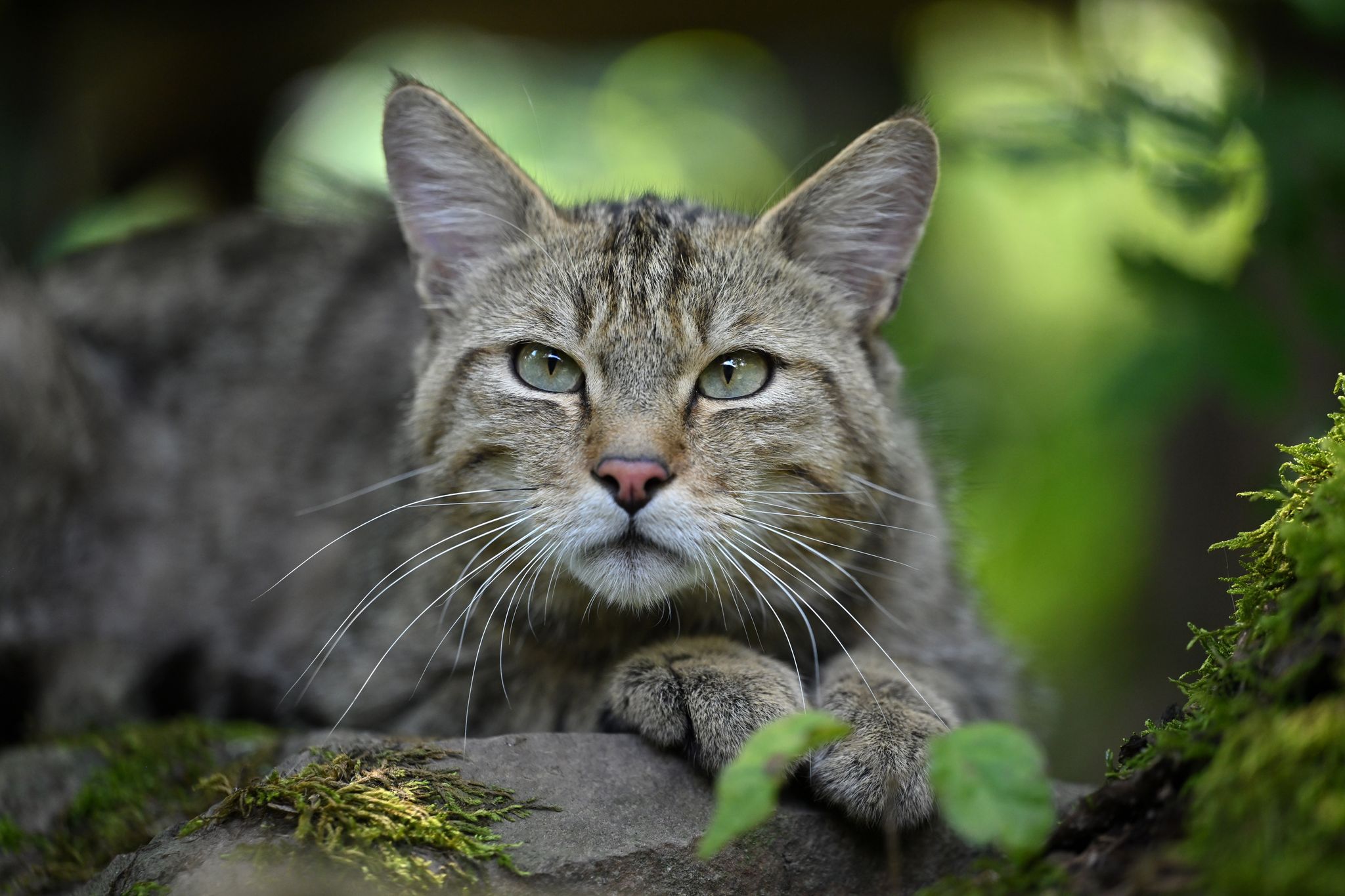 Wildkatze fühlt sich in Saarlands Wäldern wohl