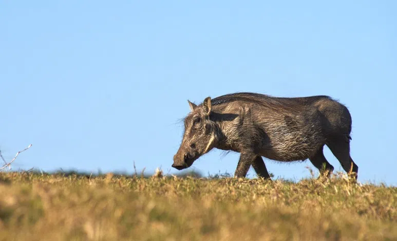 Afrikanische Schweinepest rückt näher heran Afrikanische Schweinepest rückt näher heran