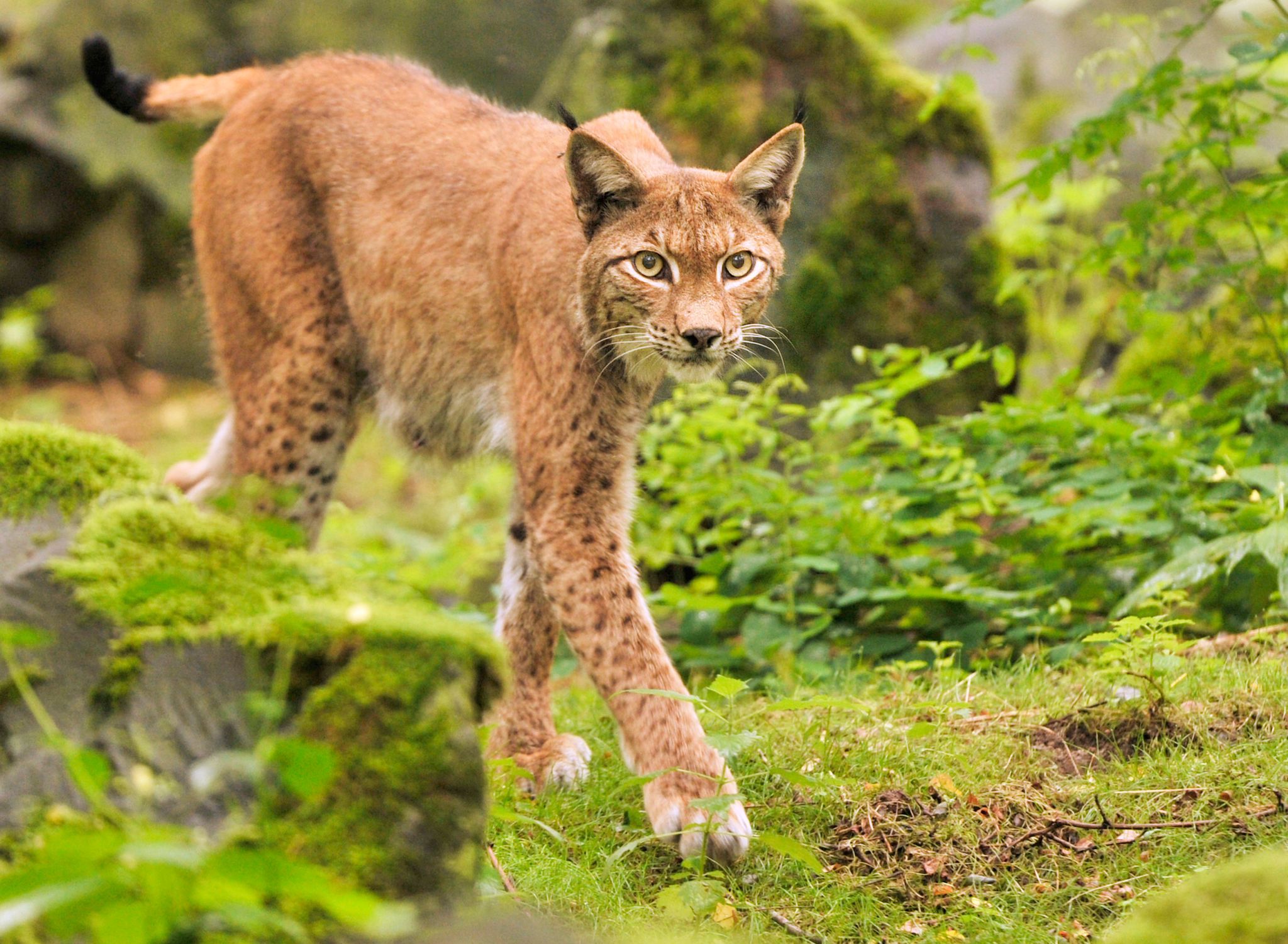 Koda lebt jetzt im Pfälzerwald - Luchs ausgewildert Koda lebt jetzt im Pfälzerwald - Luchs ausgewildert