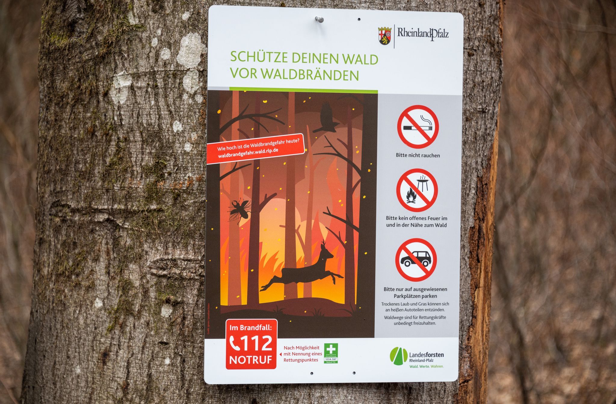 Waldbrandgefahr steigt – Diese Fehler sind oft der Auslöser