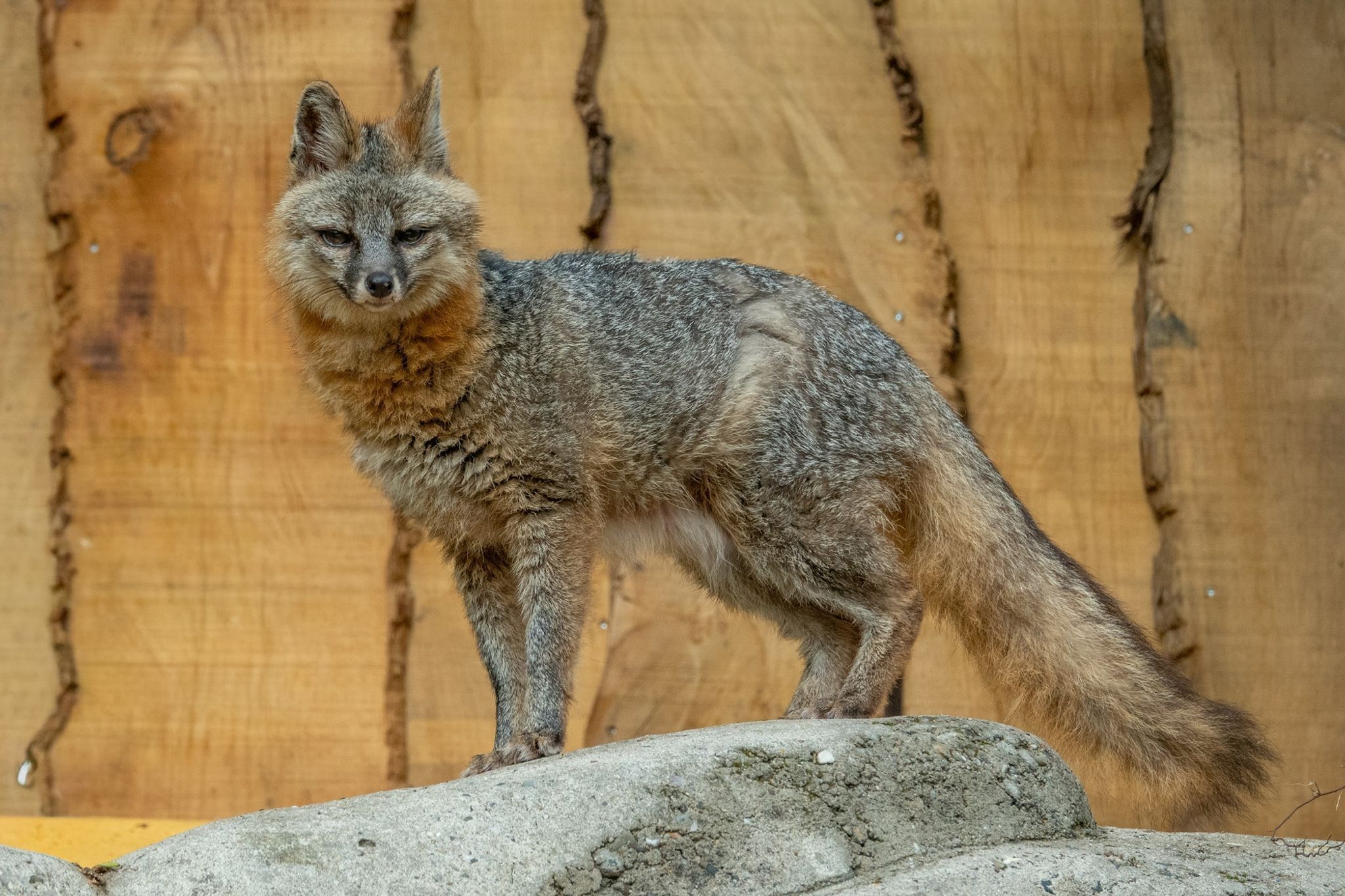 Graufuchs-Pärchen zieht in Neunkircher Zoo ein Graufuchs-Pärchen zieht in Neunkircher Zoo ein