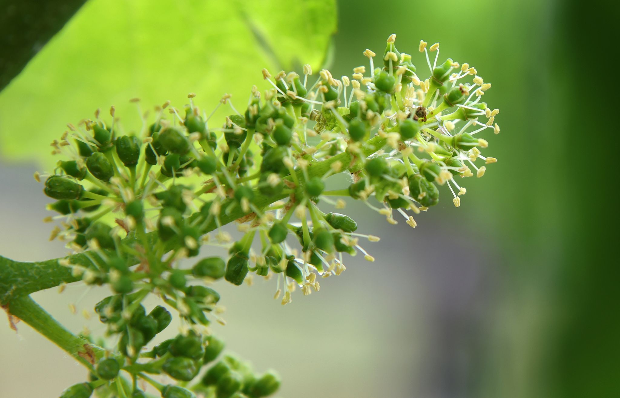 Weinblüte in warmen Lagen besonders früh