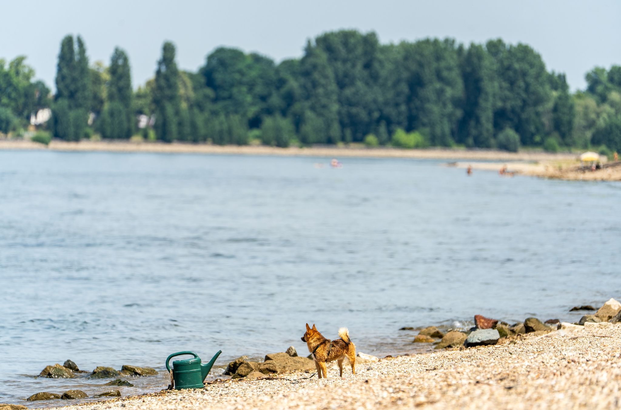 Drei Tote aus dem Rhein in Hessen geborgen Drei Tote aus dem Rhein in Hessen geborgen
