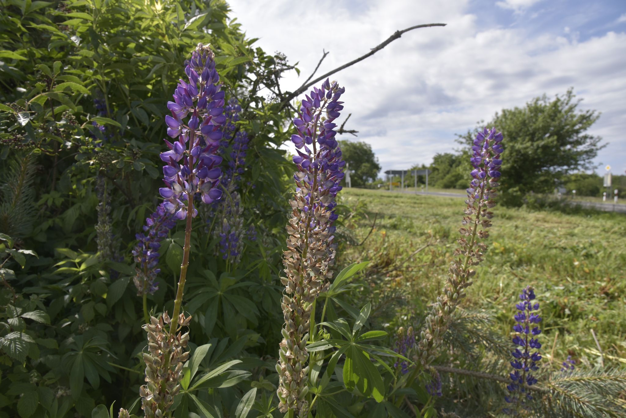 Ökologische Gefahr? Invasive Stauden-Lupine breitet sich aus