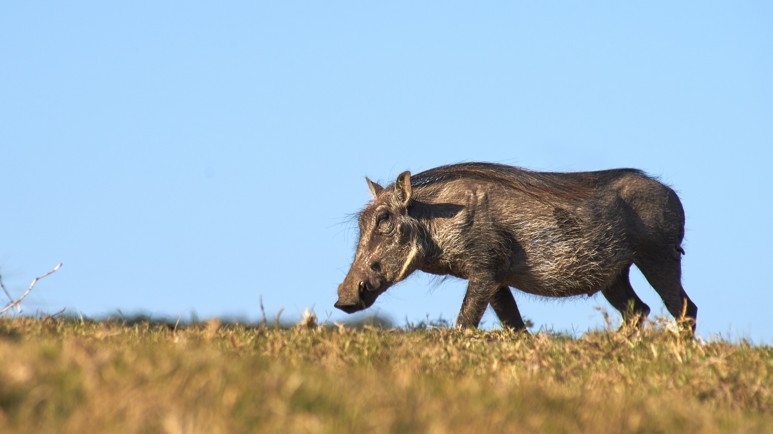 Afrikanische Schweinepest rückt näher heran  