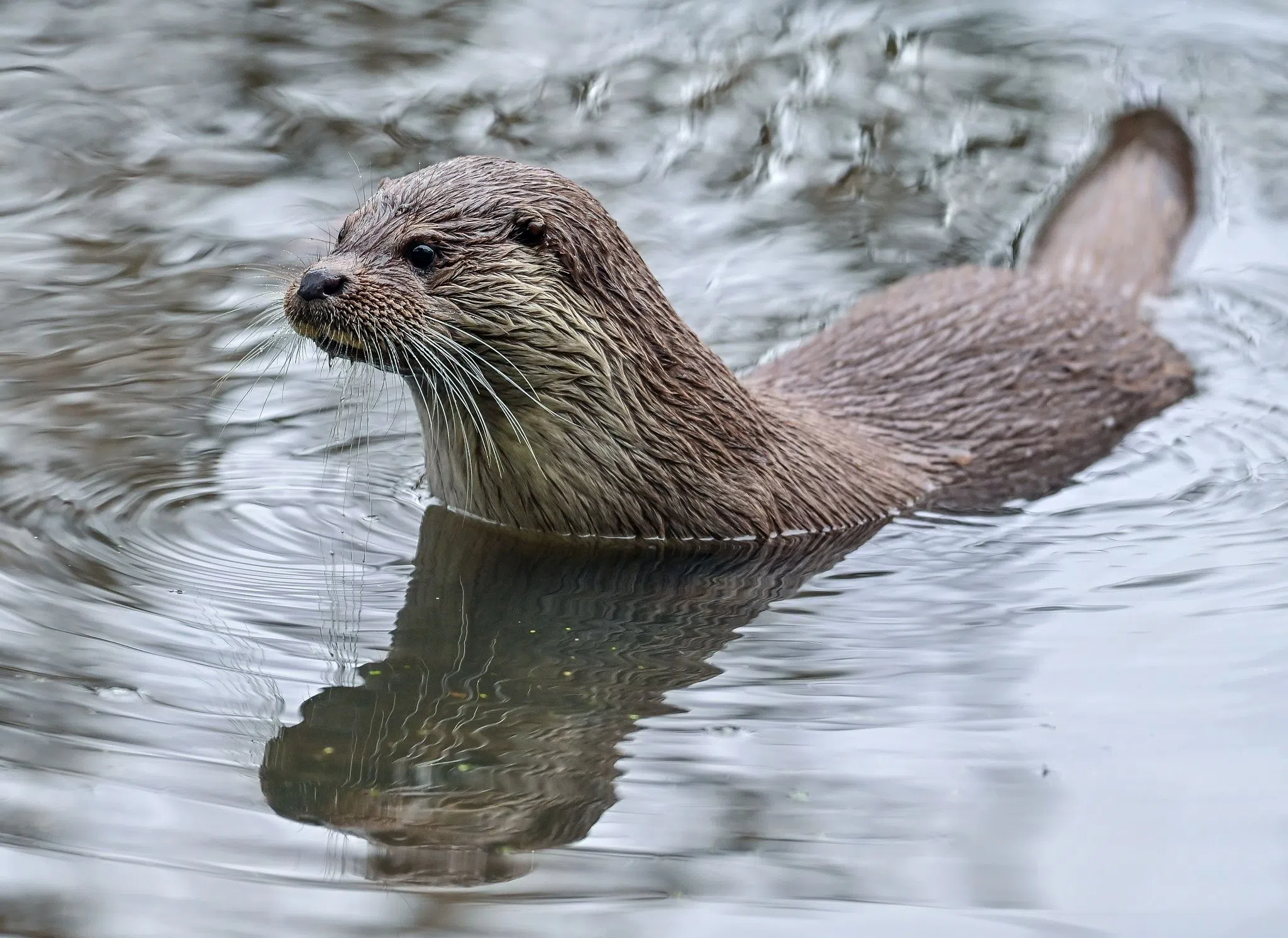 Wildtierkamera fängt Fischotter ein Wildtierkamera fängt Fischotter ein