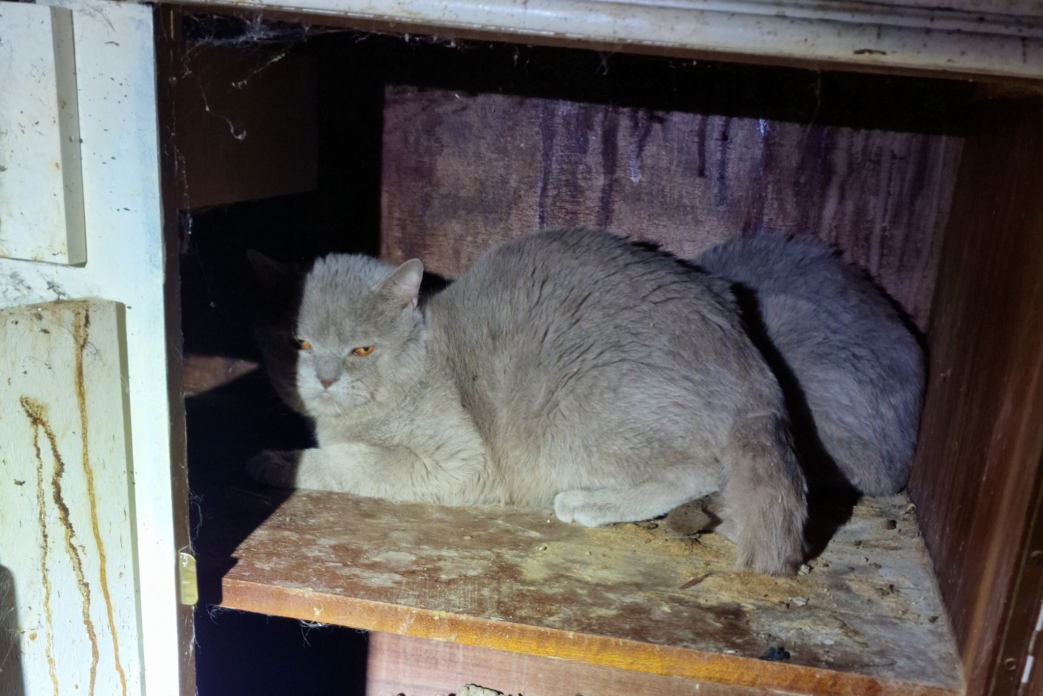 22 verwahrloste Katzen aus Wohnung gerettet 22 verwahrloste Katzen aus Wohnung gerettet