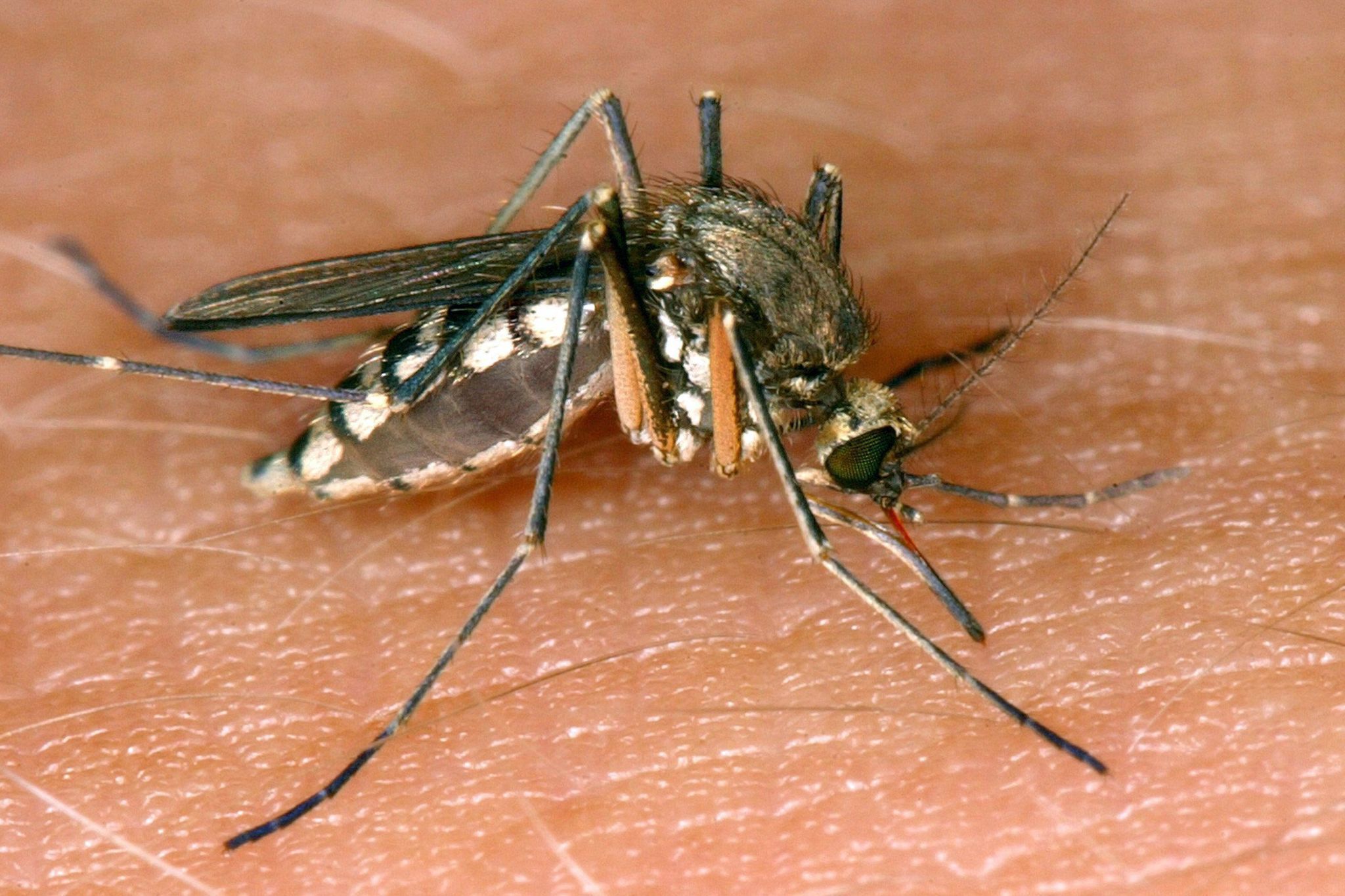 Erstmals West-Nil-Virus in Rheinland-Pfalz nachgewiesen