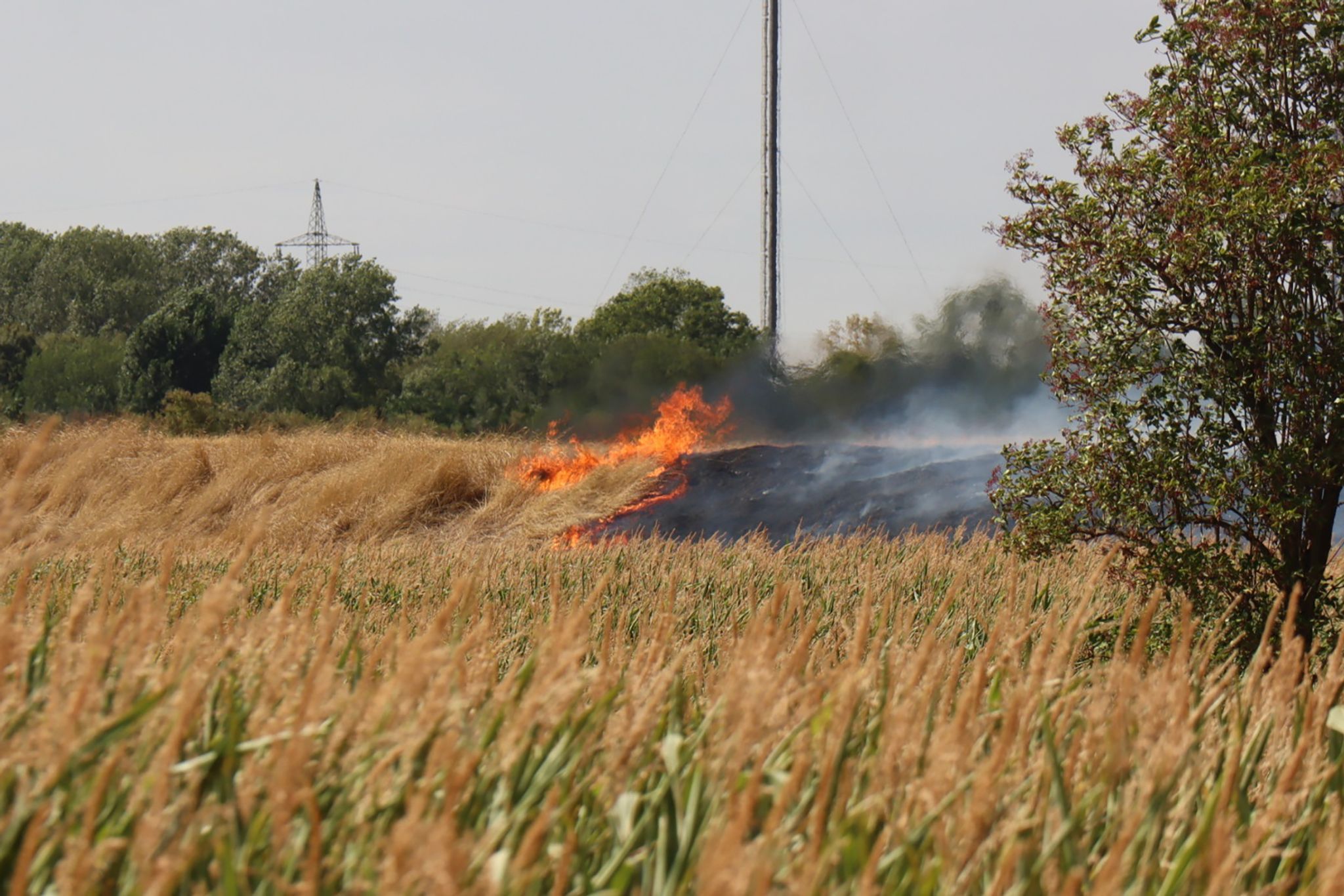 Flächenbrand auf Mannheimer Flussinsel – Großeinsatz