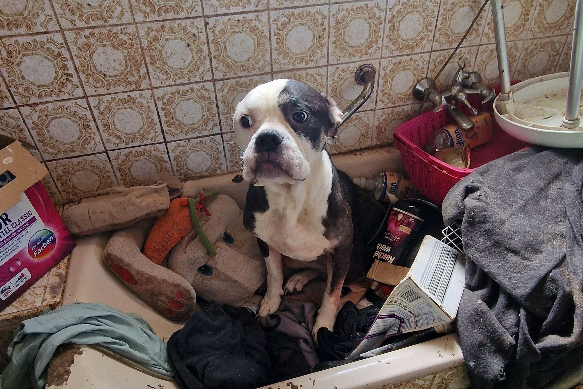 Veterinäramt rettet 49 Tiere aus verwahrloster Privathaltung