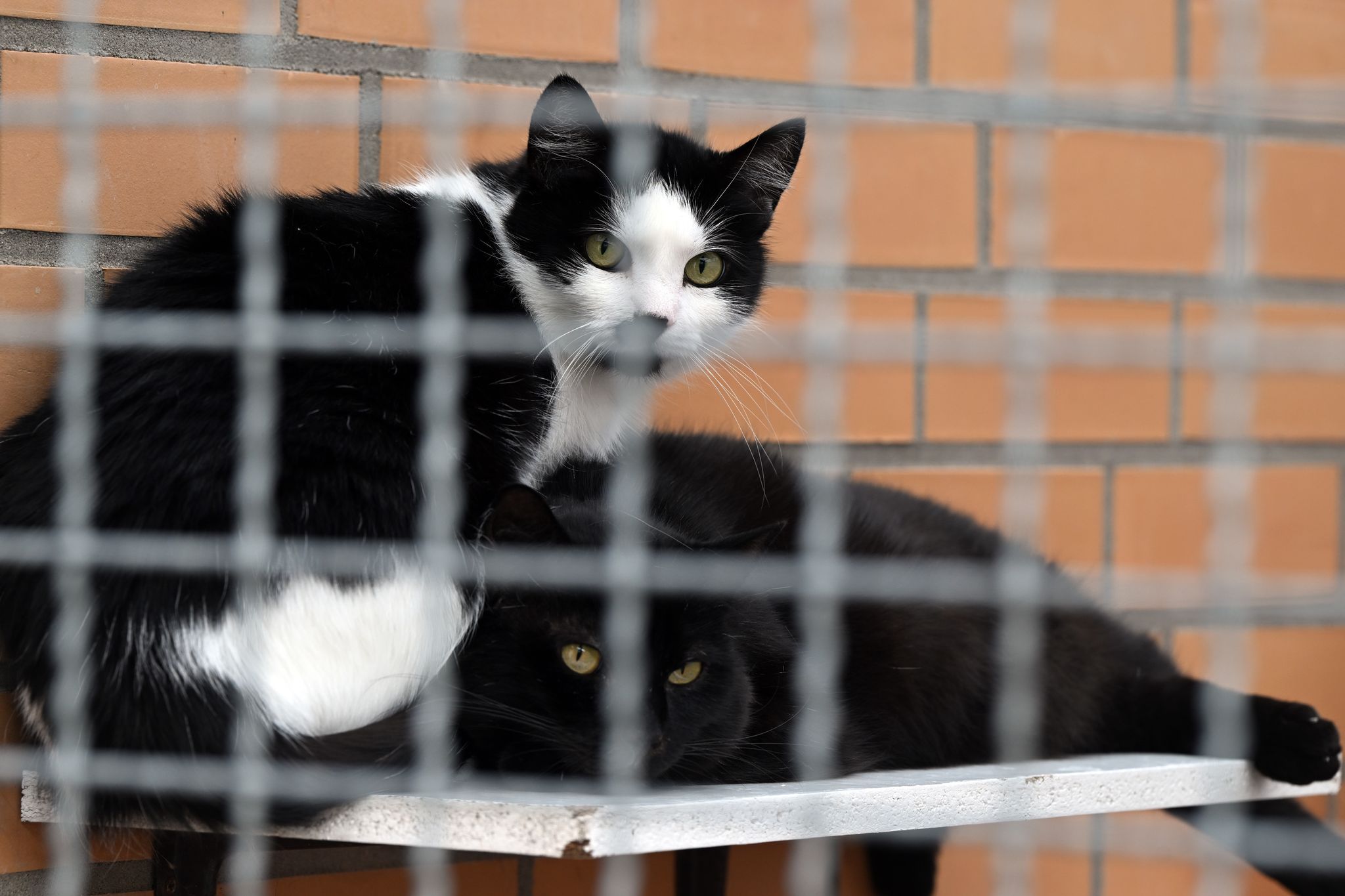 22 verwahrloste Katzen aus Wohnung gerettet