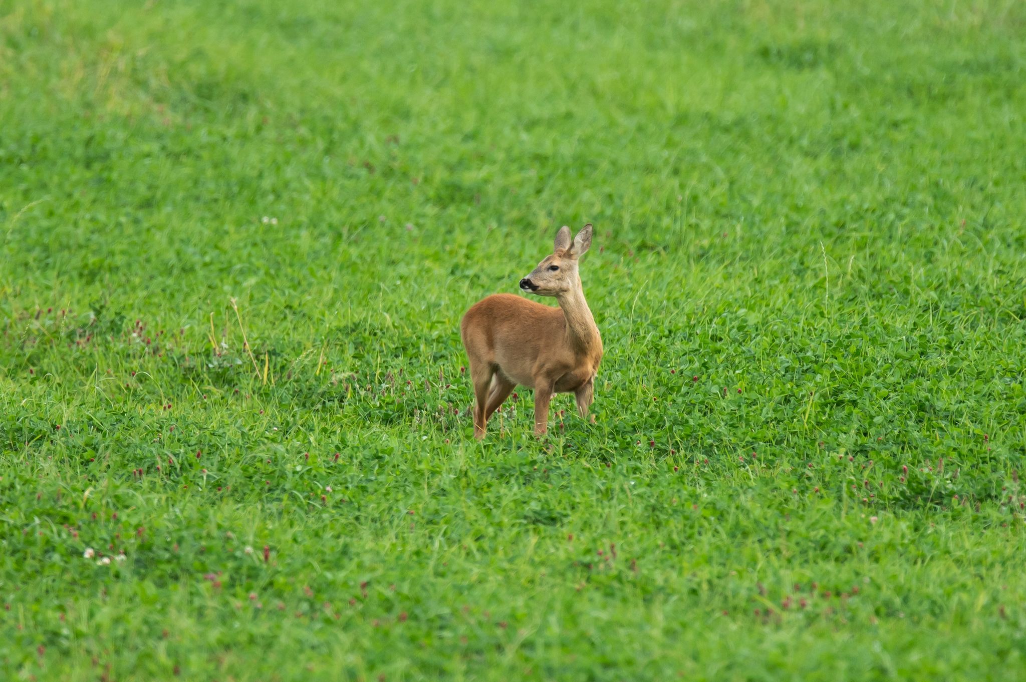 Saar-Jäger erlegen so viel Rehwild wie noch nie