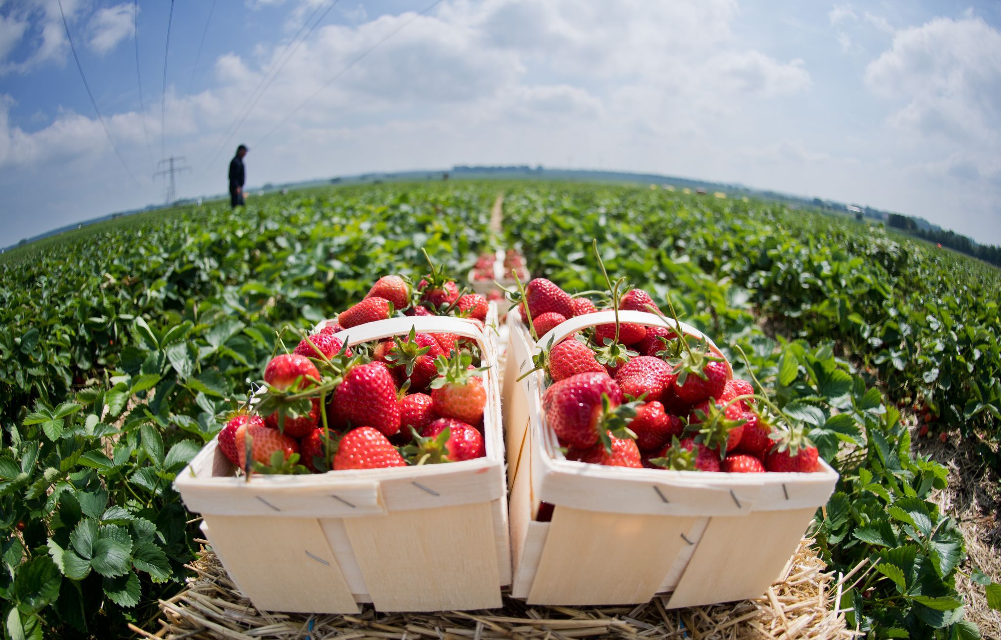 Erdbeeren im Hitze-Stress: Kosten steigen, Früchte kleiner