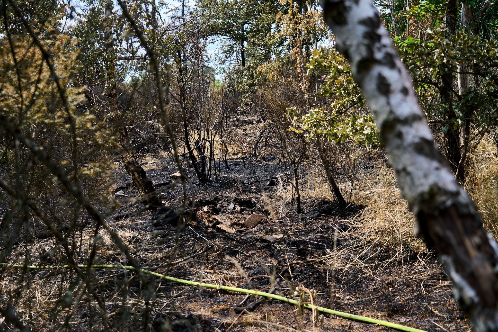 Waldbrandareal bleibt gesperrt - nicht alle halten sich dran