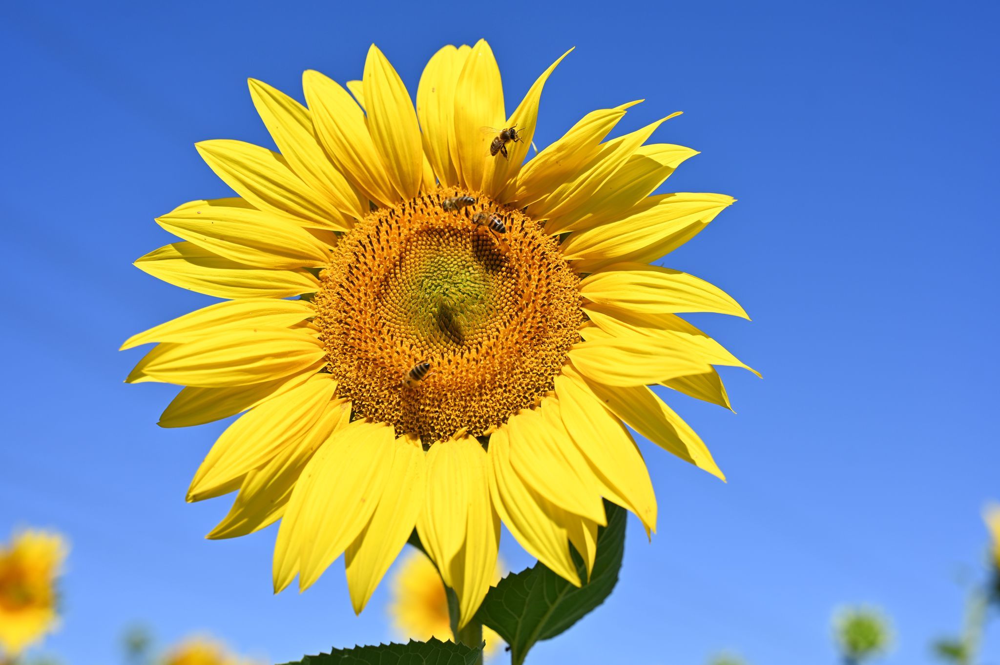 Sommerhitze bleibt - Temperaturen bis zu 36 Grad Sommerhitze bleibt - Temperaturen bis zu 36 Grad